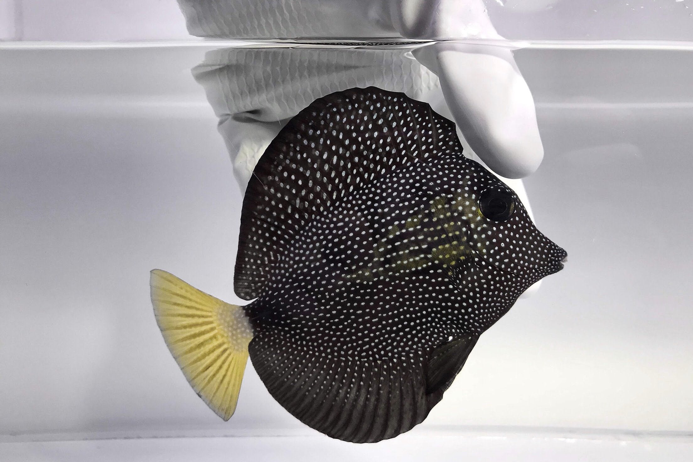 Tangs (Pre-Order)