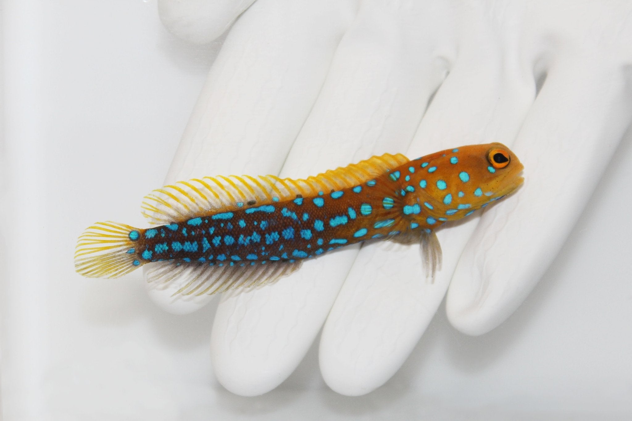 Jawfish (Available Now)