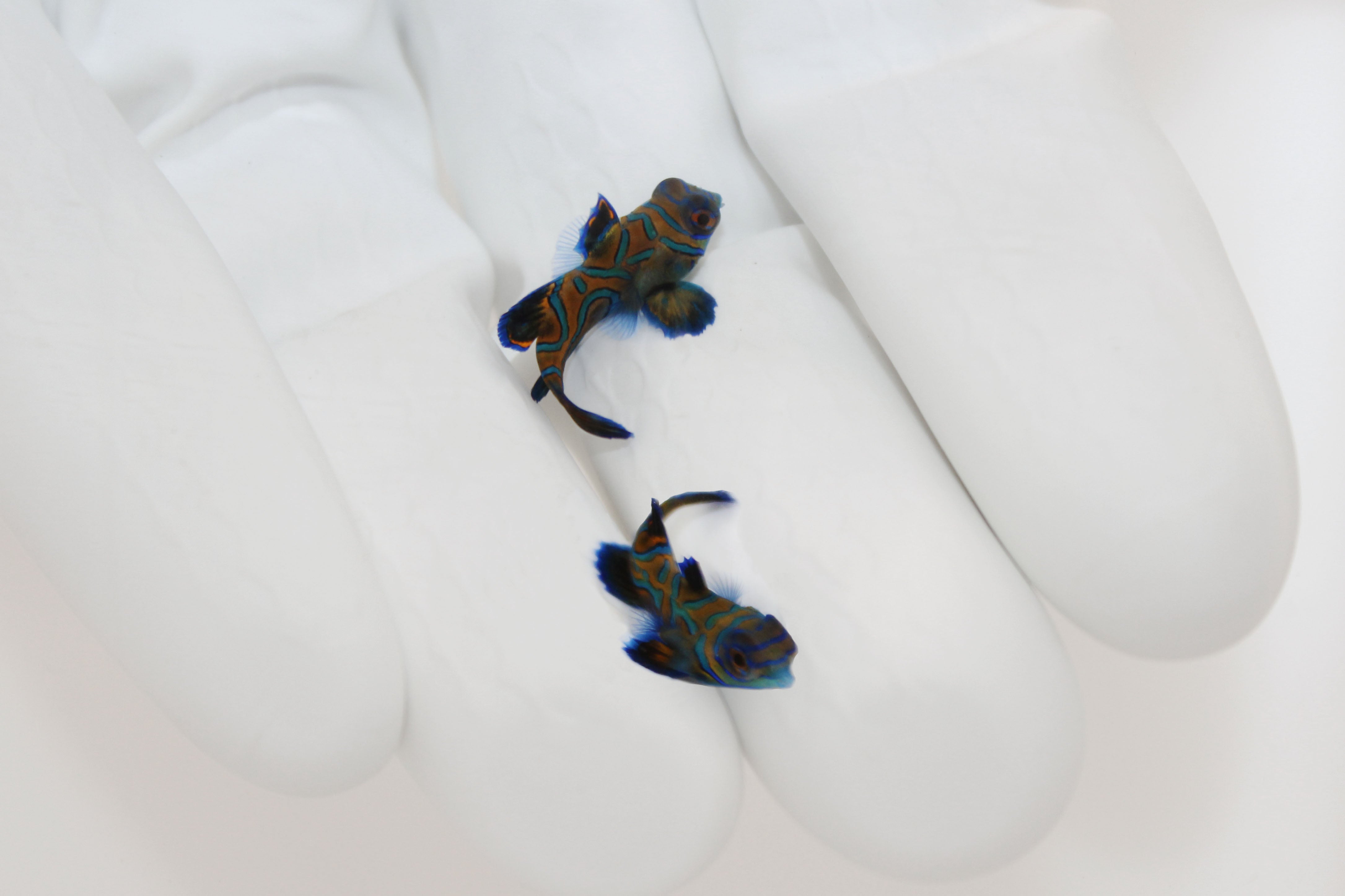 Dragonets (Available Now)