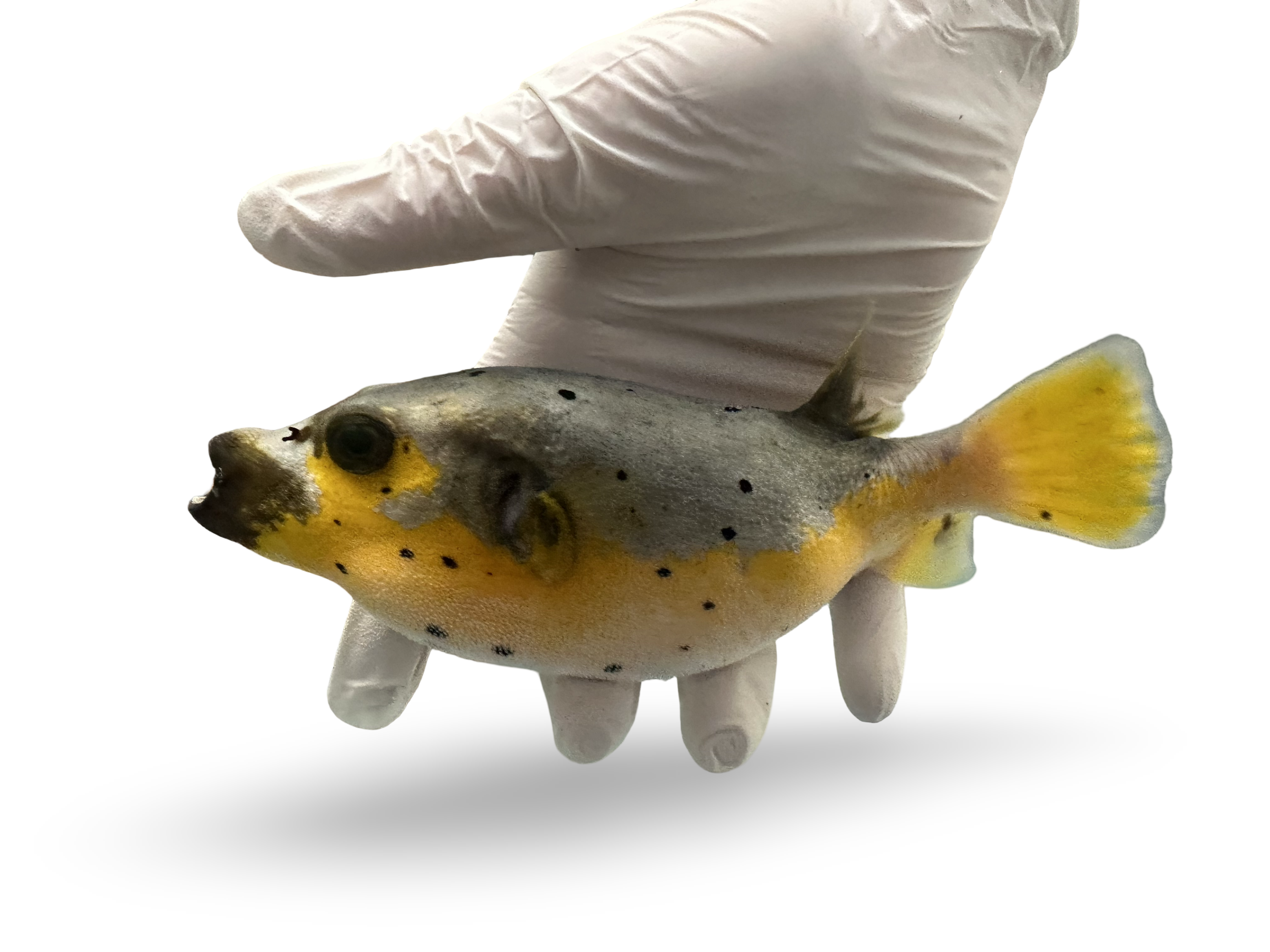 WYSIWYG Fish