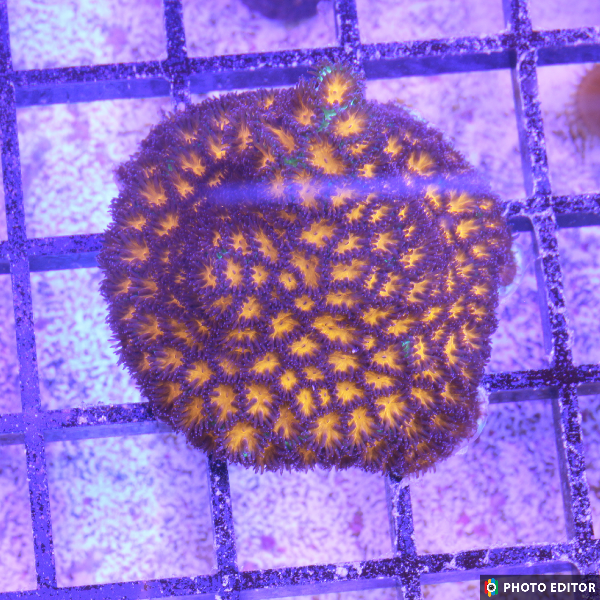 Leptastrea