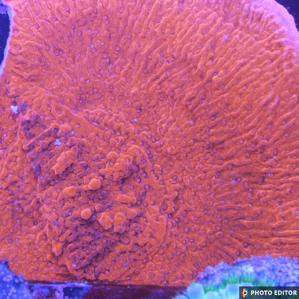 Montipora