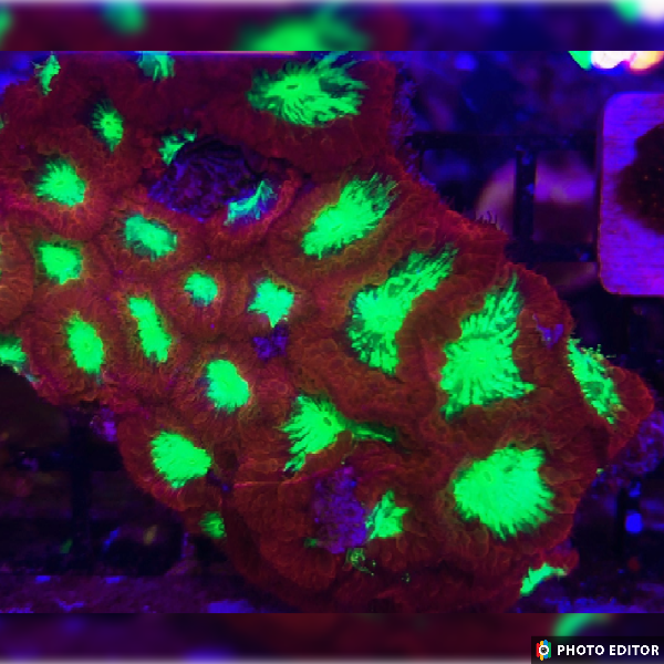 Blastomussas