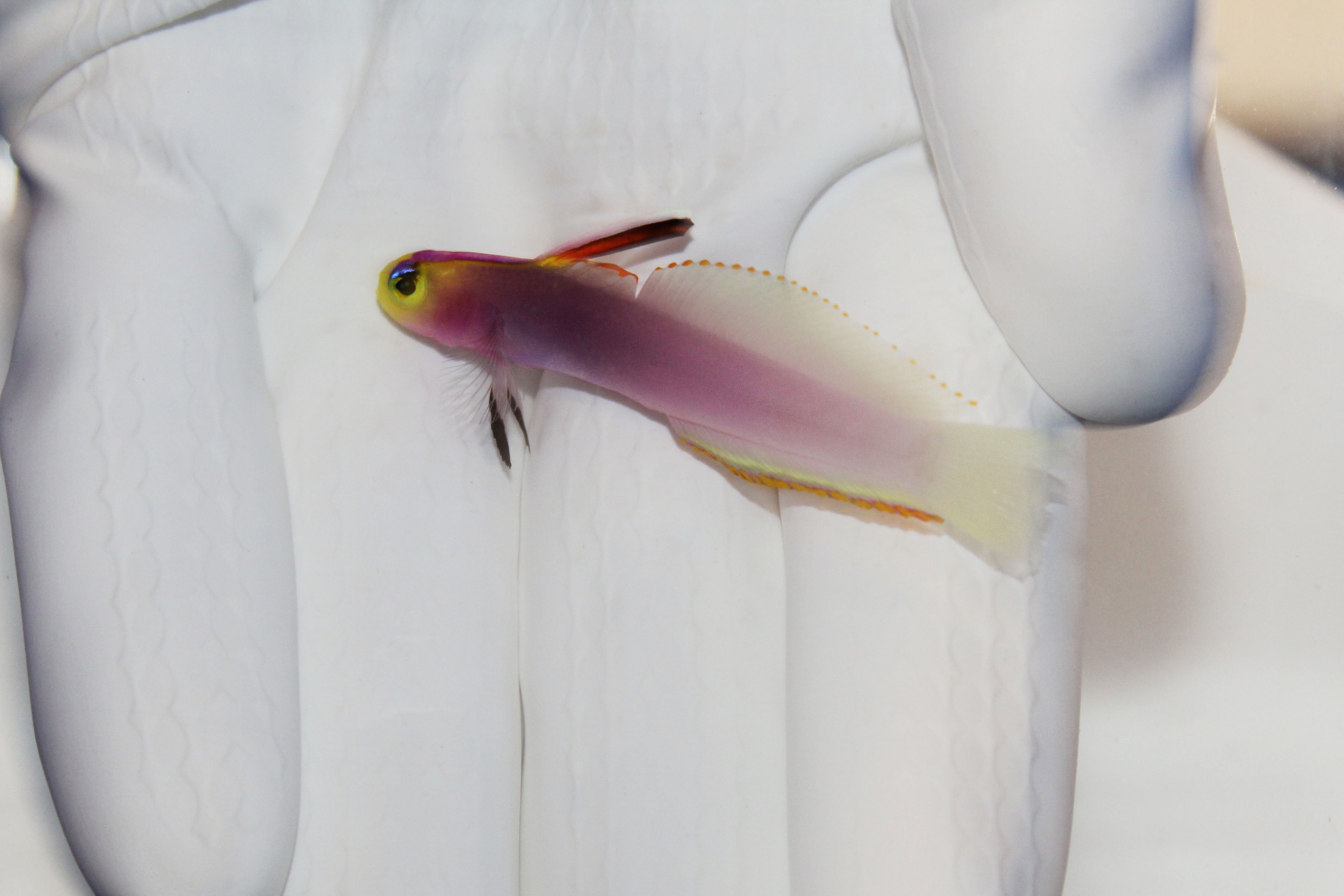 Dartfish (Pre-Order)