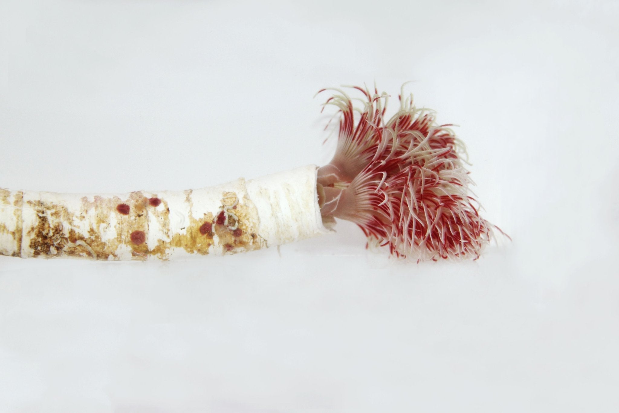 Fan Worms