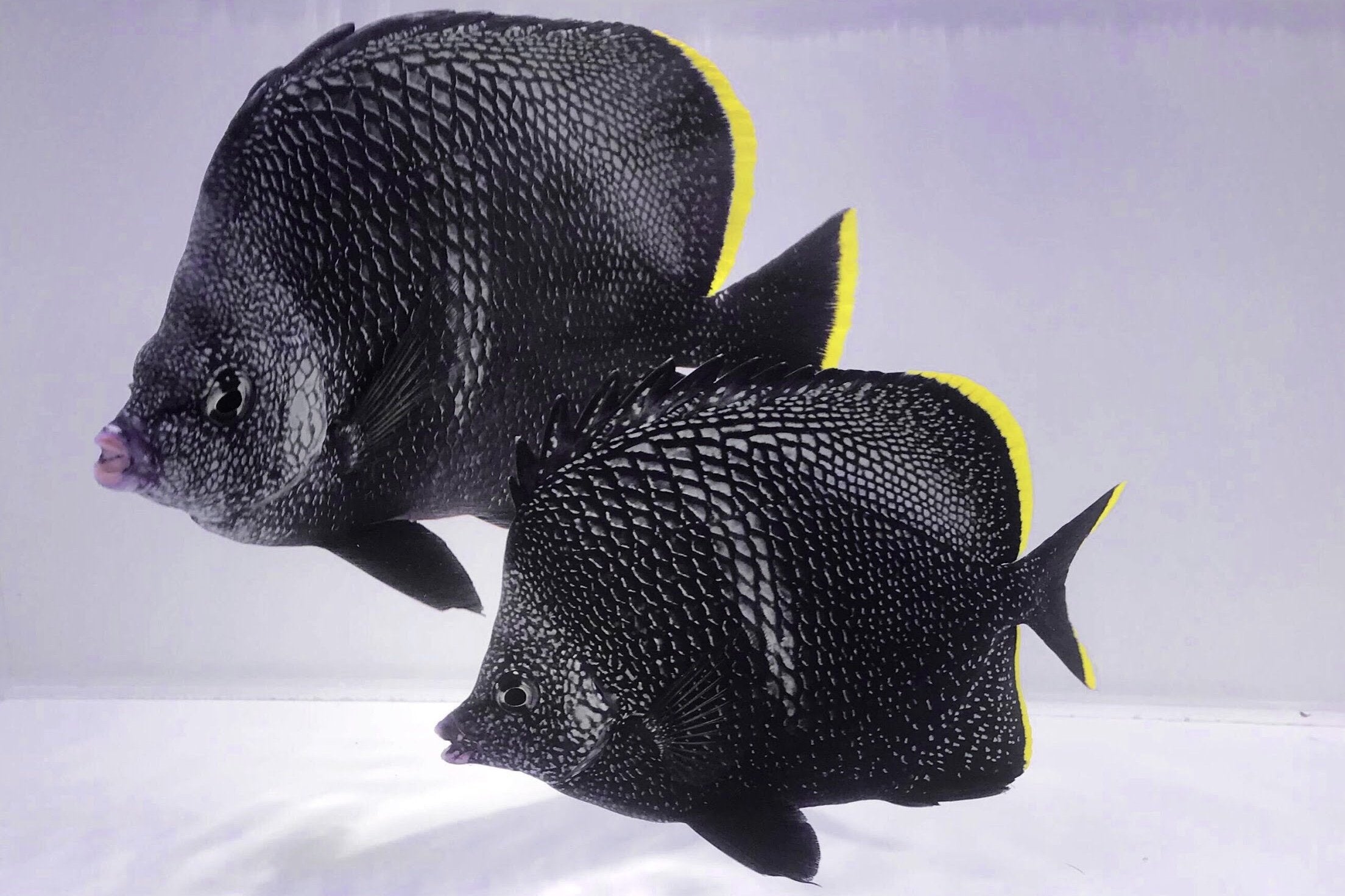 Butterflyfish (Pre-Order)