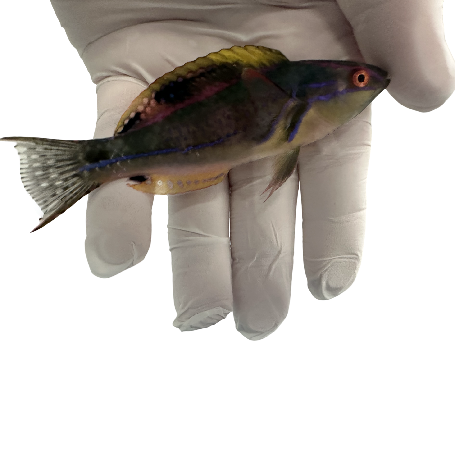 Fiji Exquisite Wrasse (Cirrhilabrus exquisitus)10/19-10/22(14Day QT)