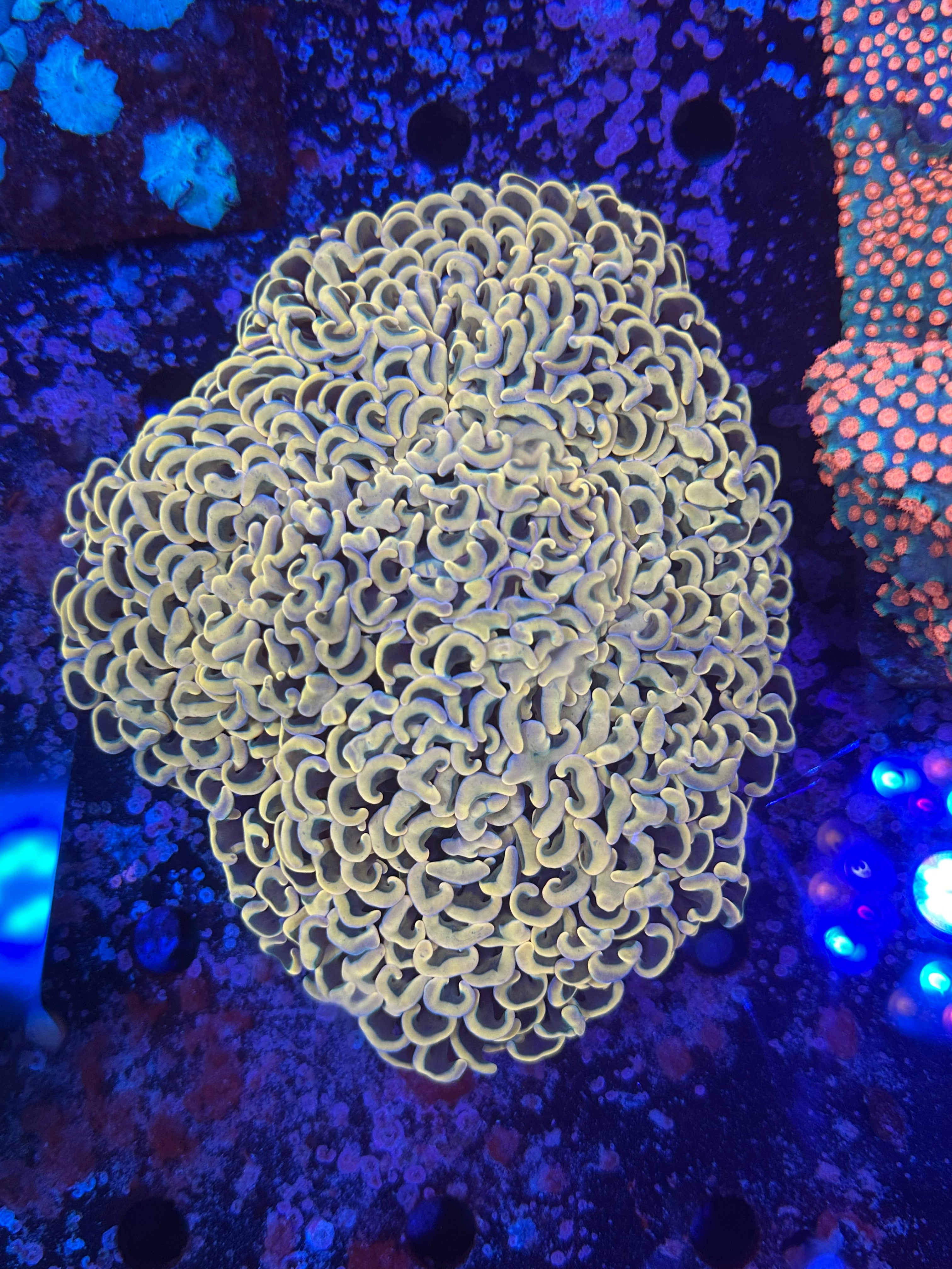 Gold wall hammer WYSIWYG