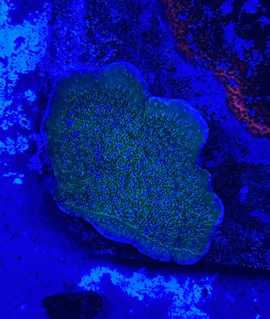 Blue polyp green montipora
