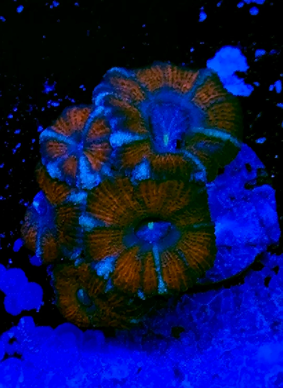 Red Acan with green stripe