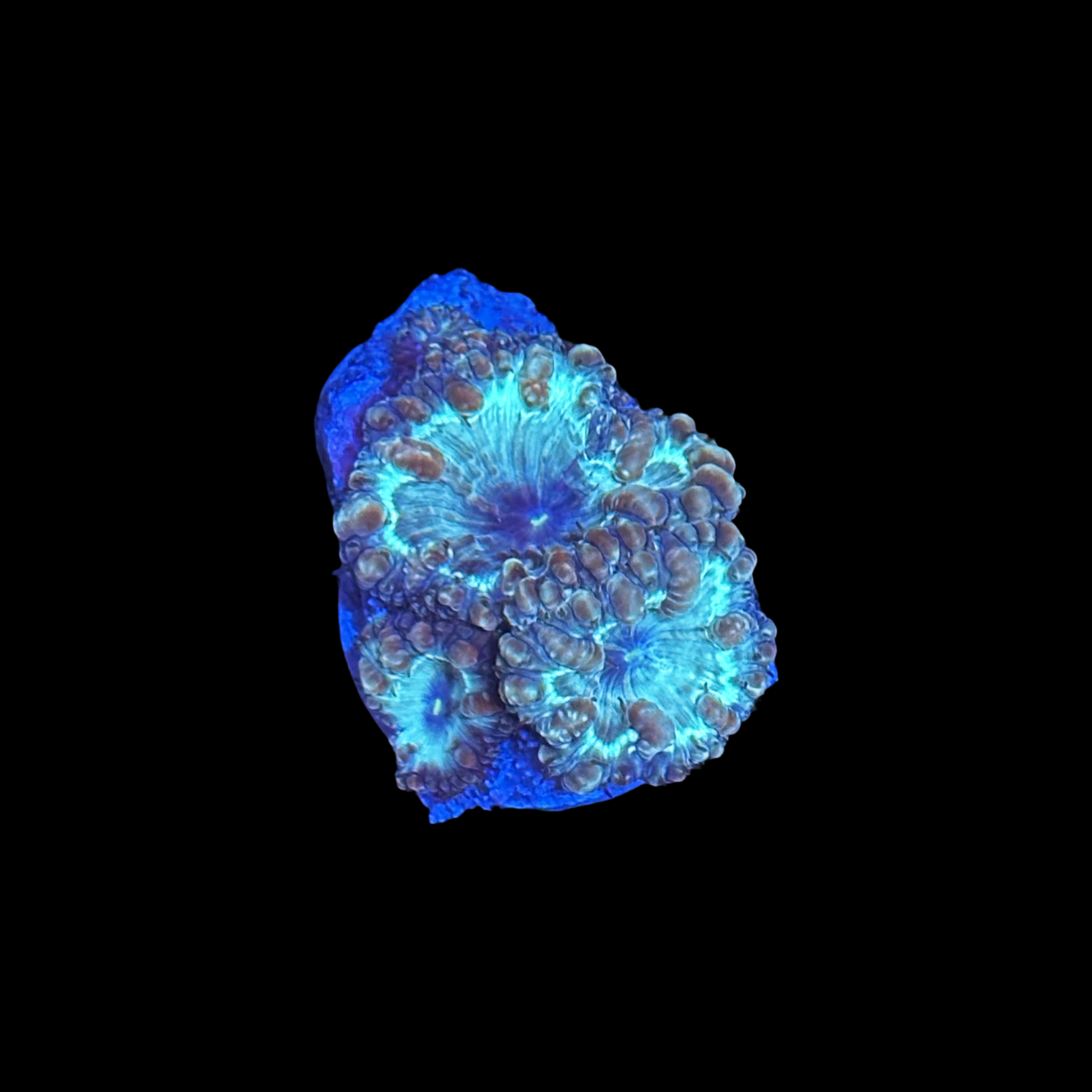 Indo Teal Blasto (Blastomussa wellsi)