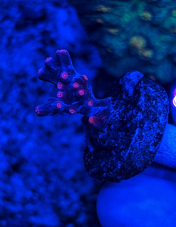 Branching Cyphastrea