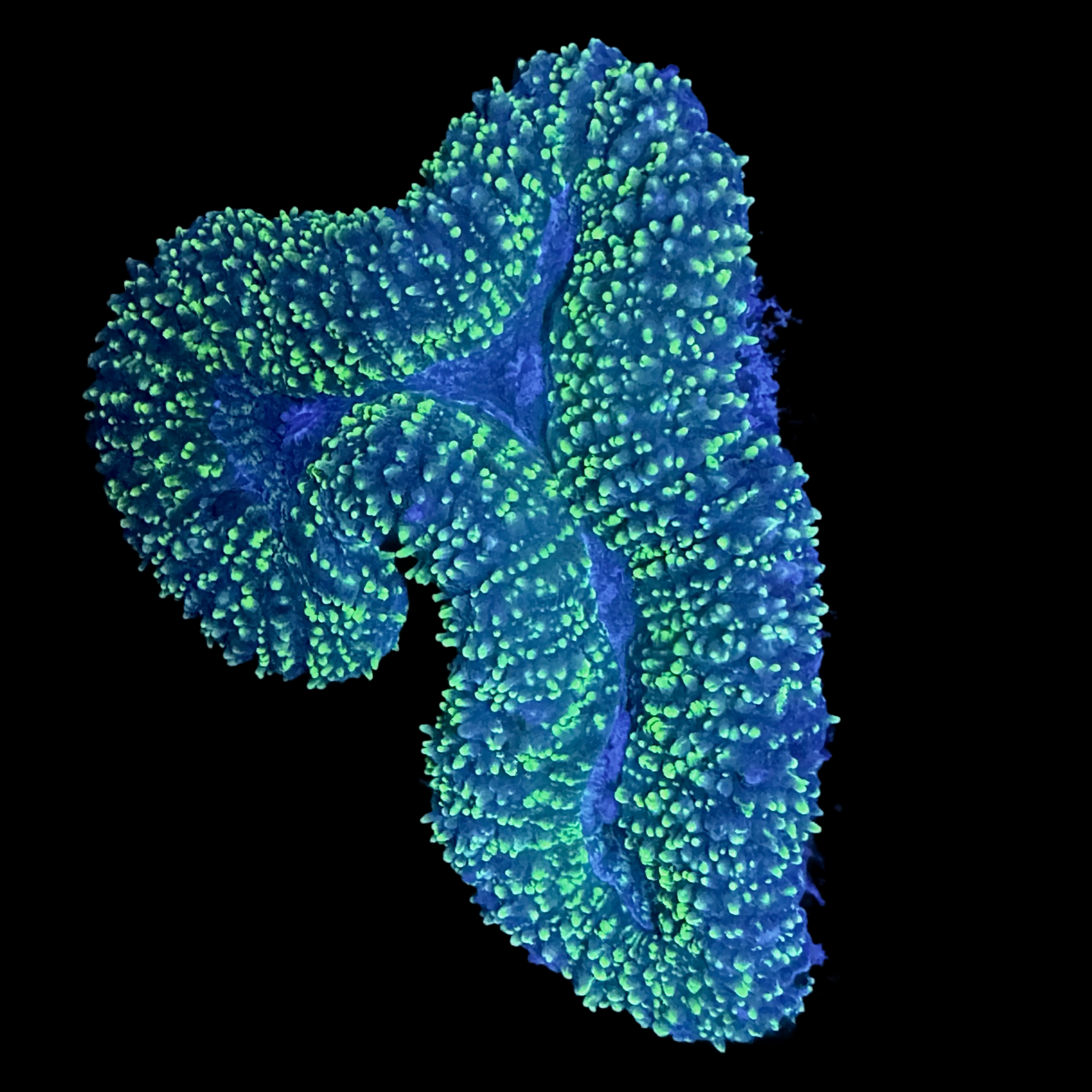 Yellow/ gold speckled Lobophyllia wysiwyg