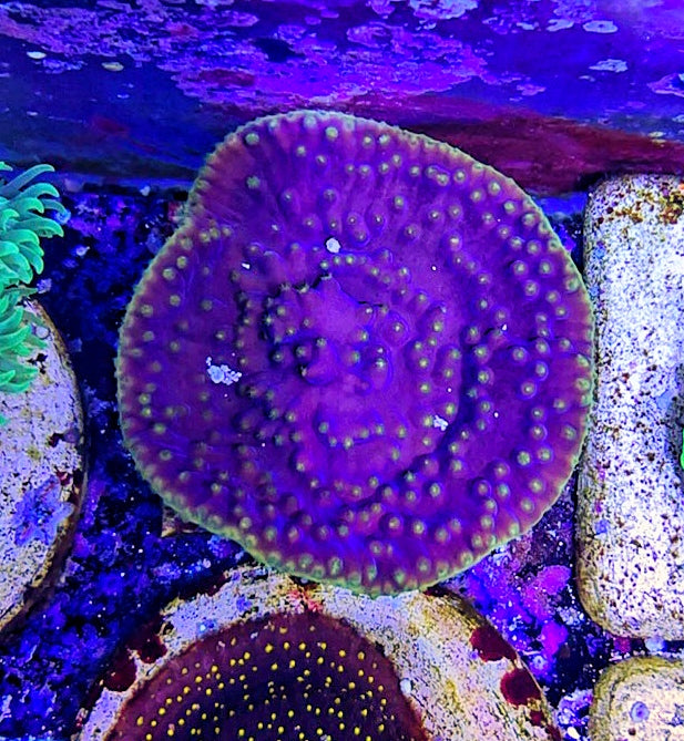 Purple Yellow Scroll