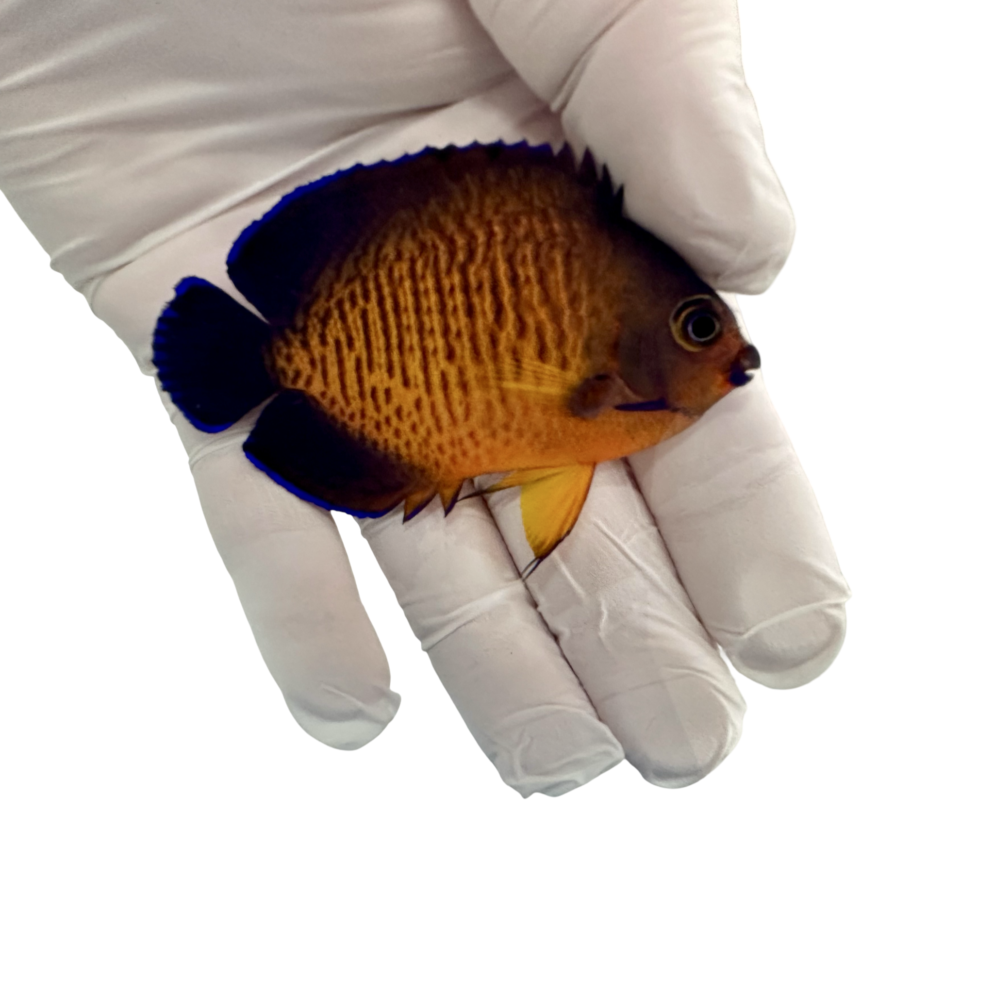 FIji Coral Beauty(Centropyge Bispinosus)10/30(pre-order)