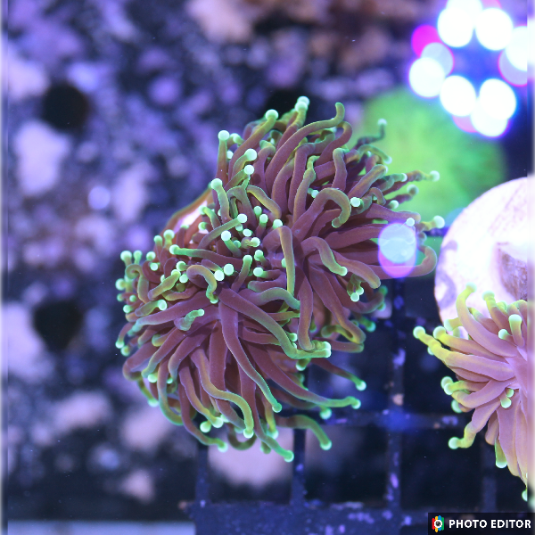 Dragon Soul Torch Single Head