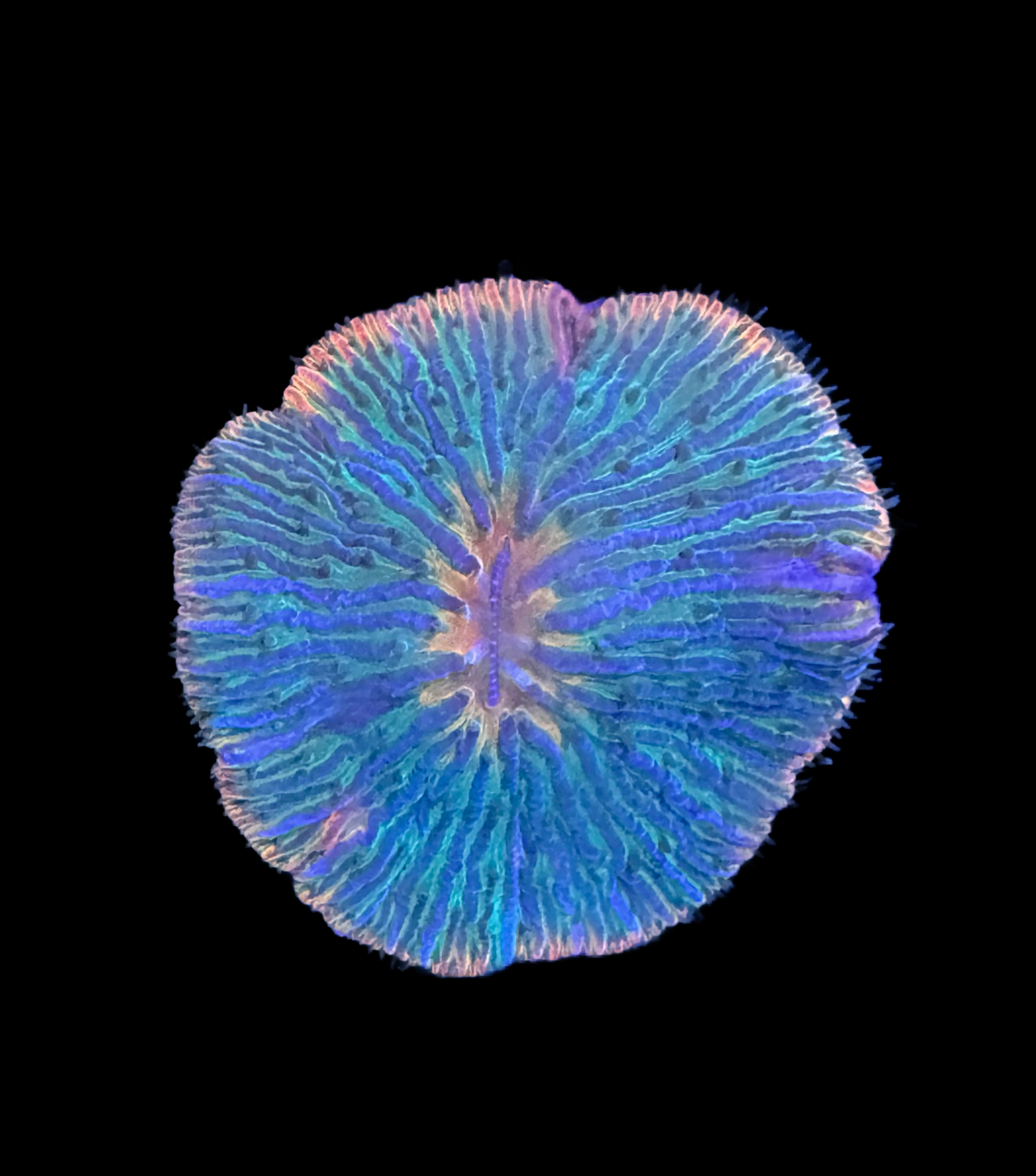 Rainbow plate coral wysiwyg