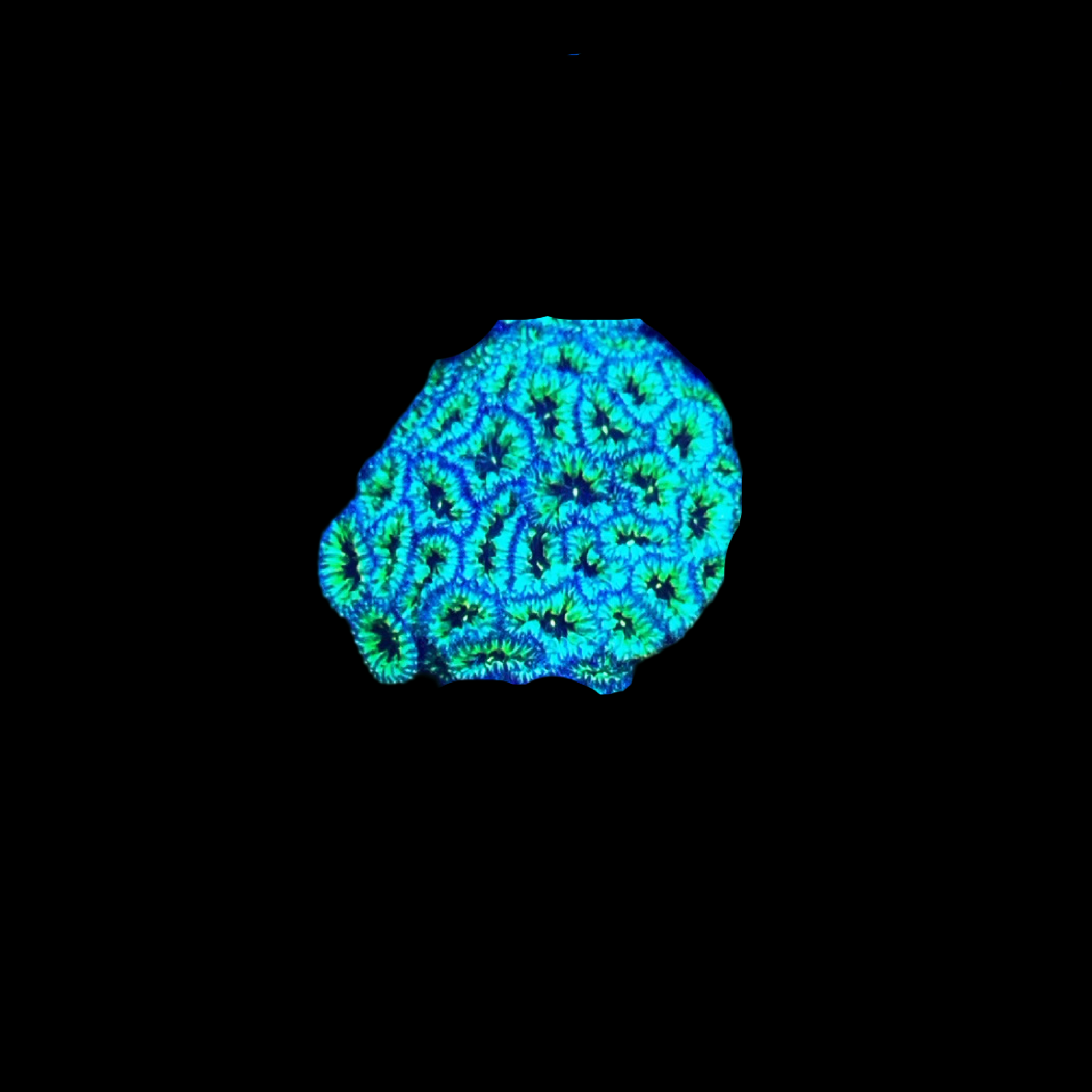 Green Blasto Merletti Coral
