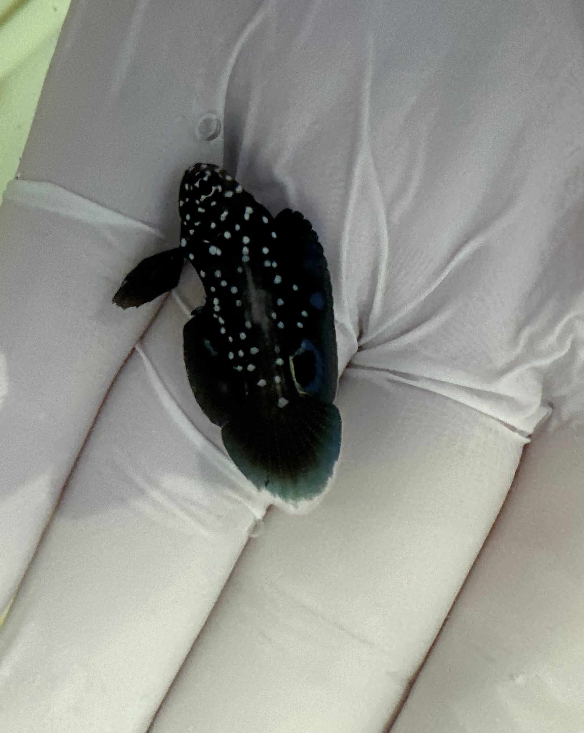 ORA Captive Bred Marine Betta Fish Juvenile(Calloplesiops altivelis)