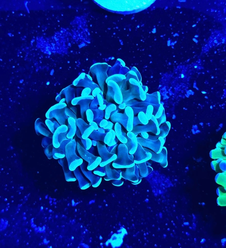 Mint green/ blue hammer