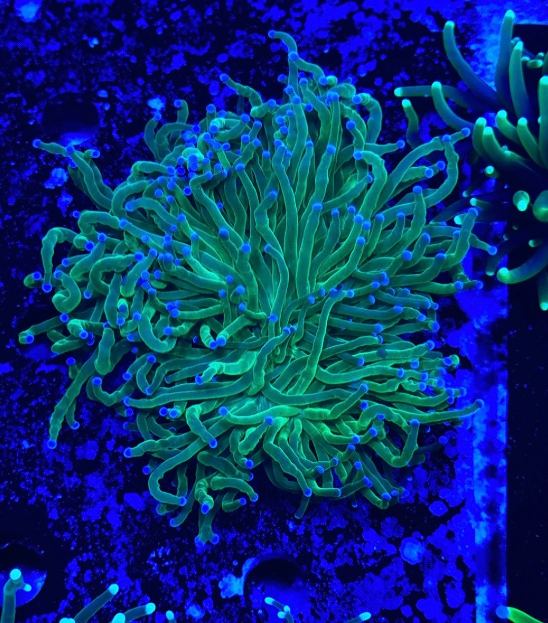 Todds blue tip Torch