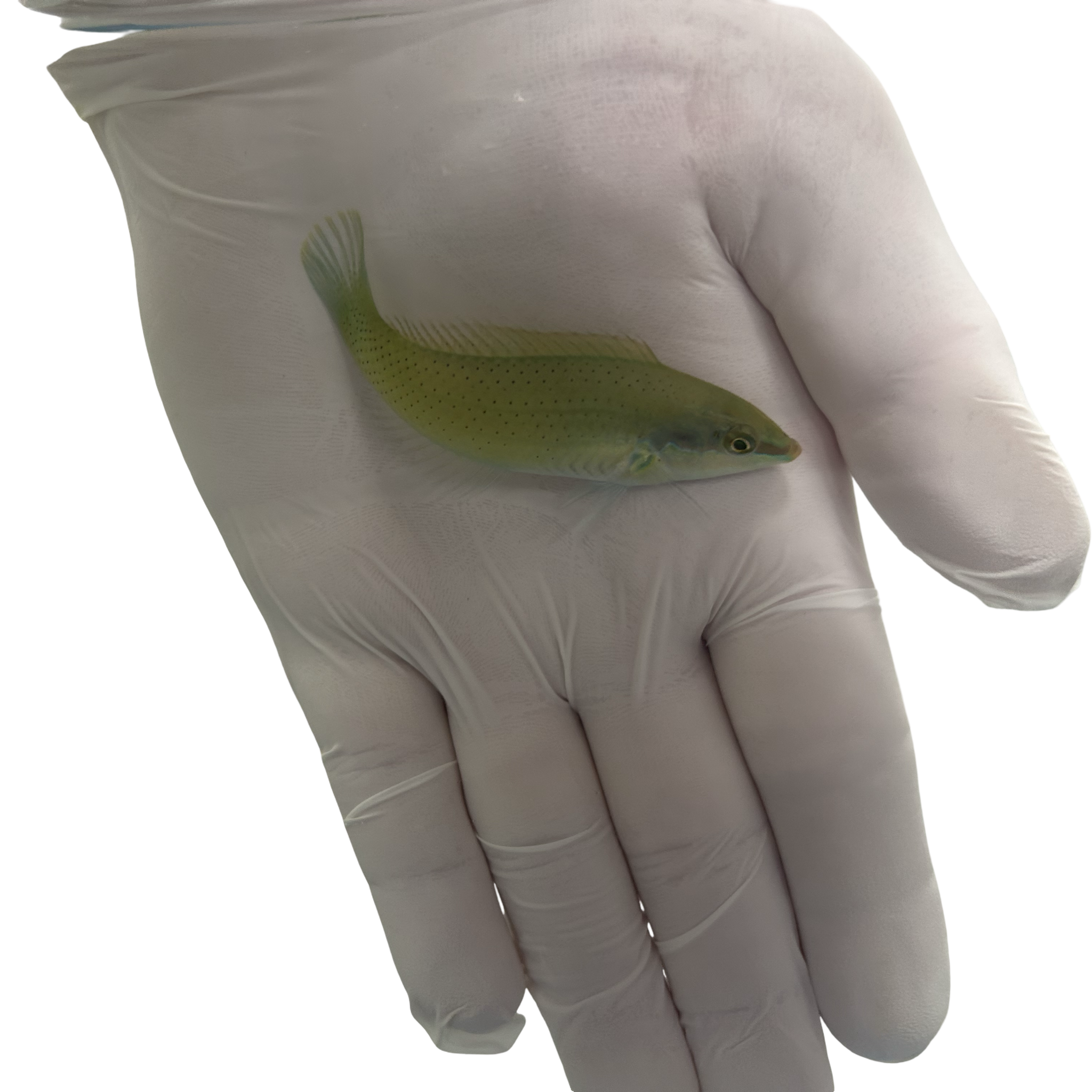 Green Coris Wrasse(Halichoeres chloropterus)