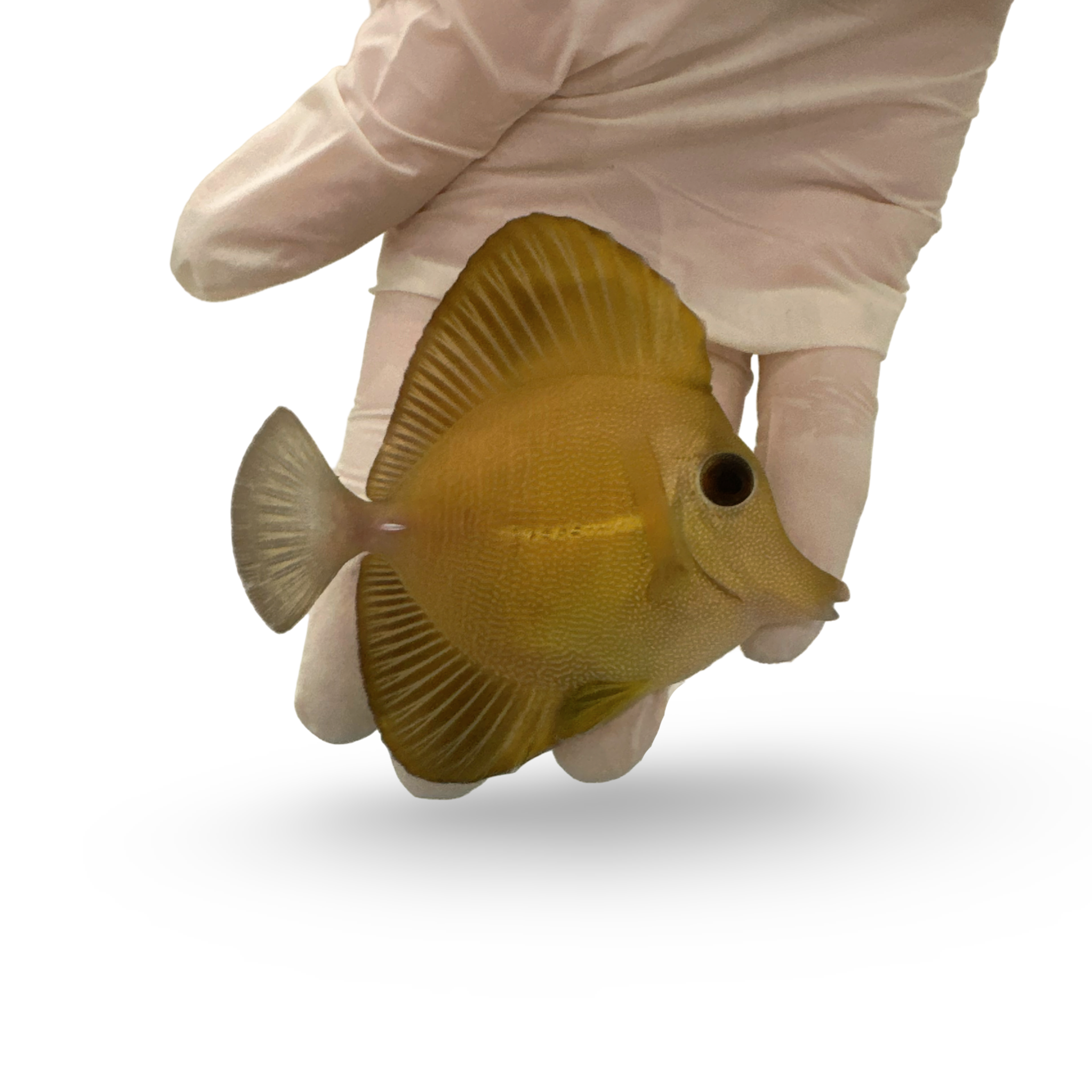 Yellow scopas Tang (Zebrasoma scopas sp.)11/25 (pre-order)(WYSIWYG)