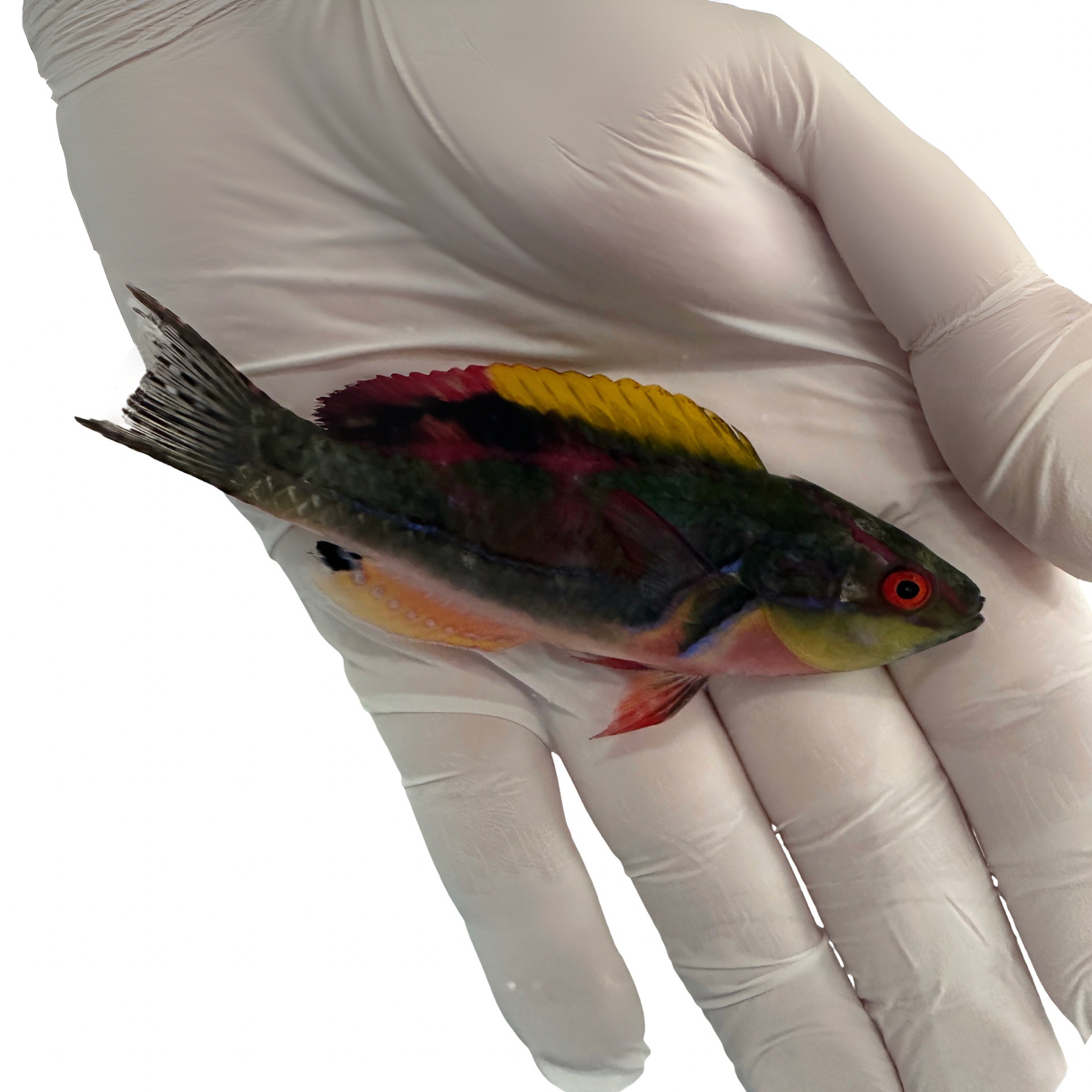 Fiji Exquisite Wrasse (Cirrhilabrus exquisitus)10/19-10/22(14Day QT)