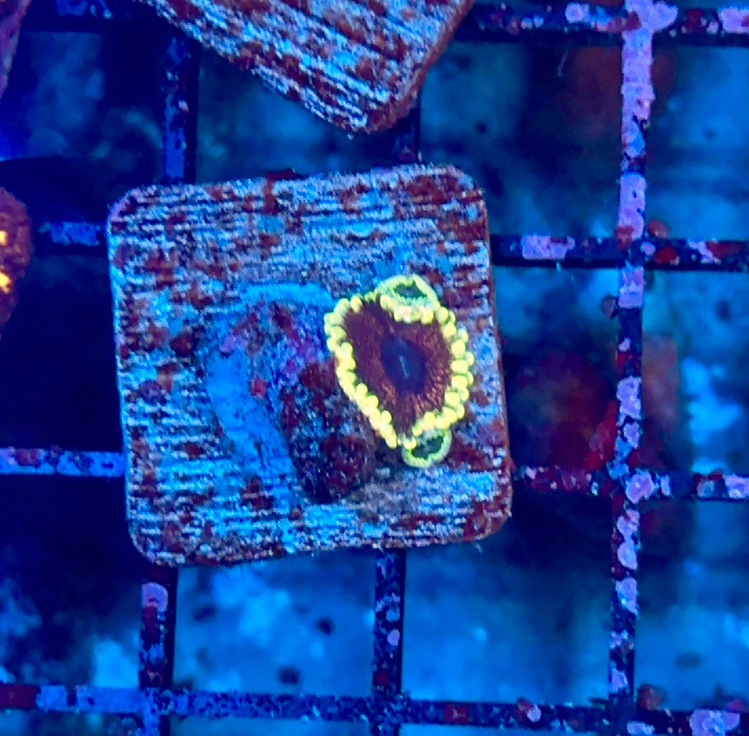 Warp drive (Designer)