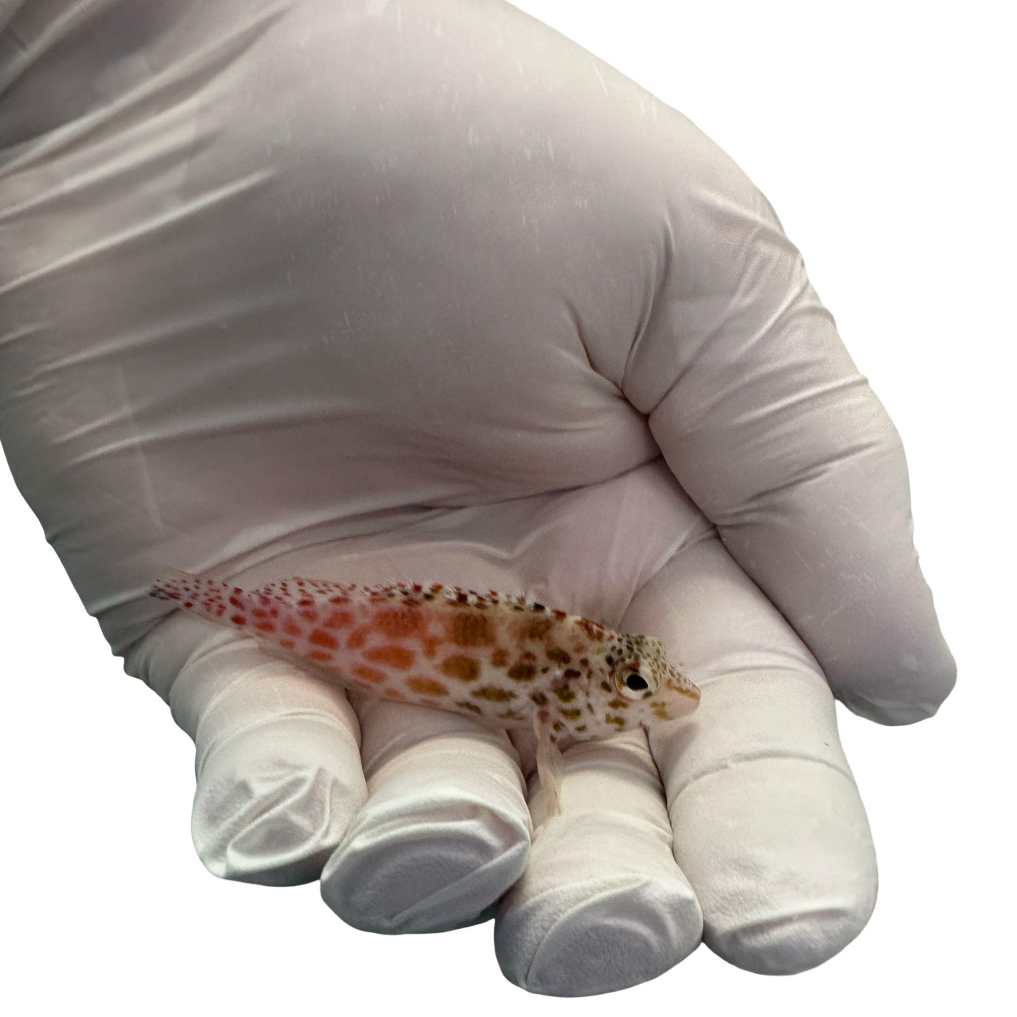 Spotted hawk (CIRRHITICHTHYS APRINUS)