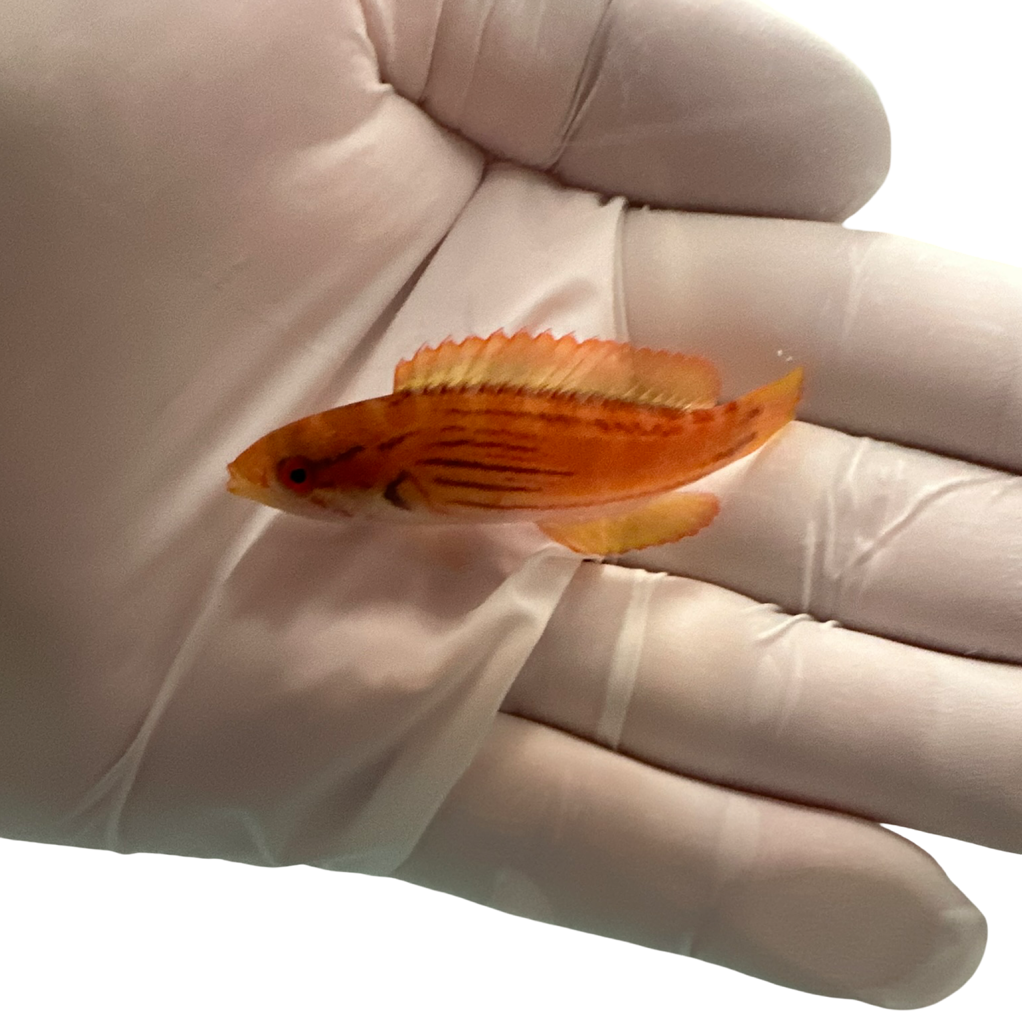 Half Banded Flasher Wrasse PAIR (Paracheilinus hemitaeniatus) (Pre-order)