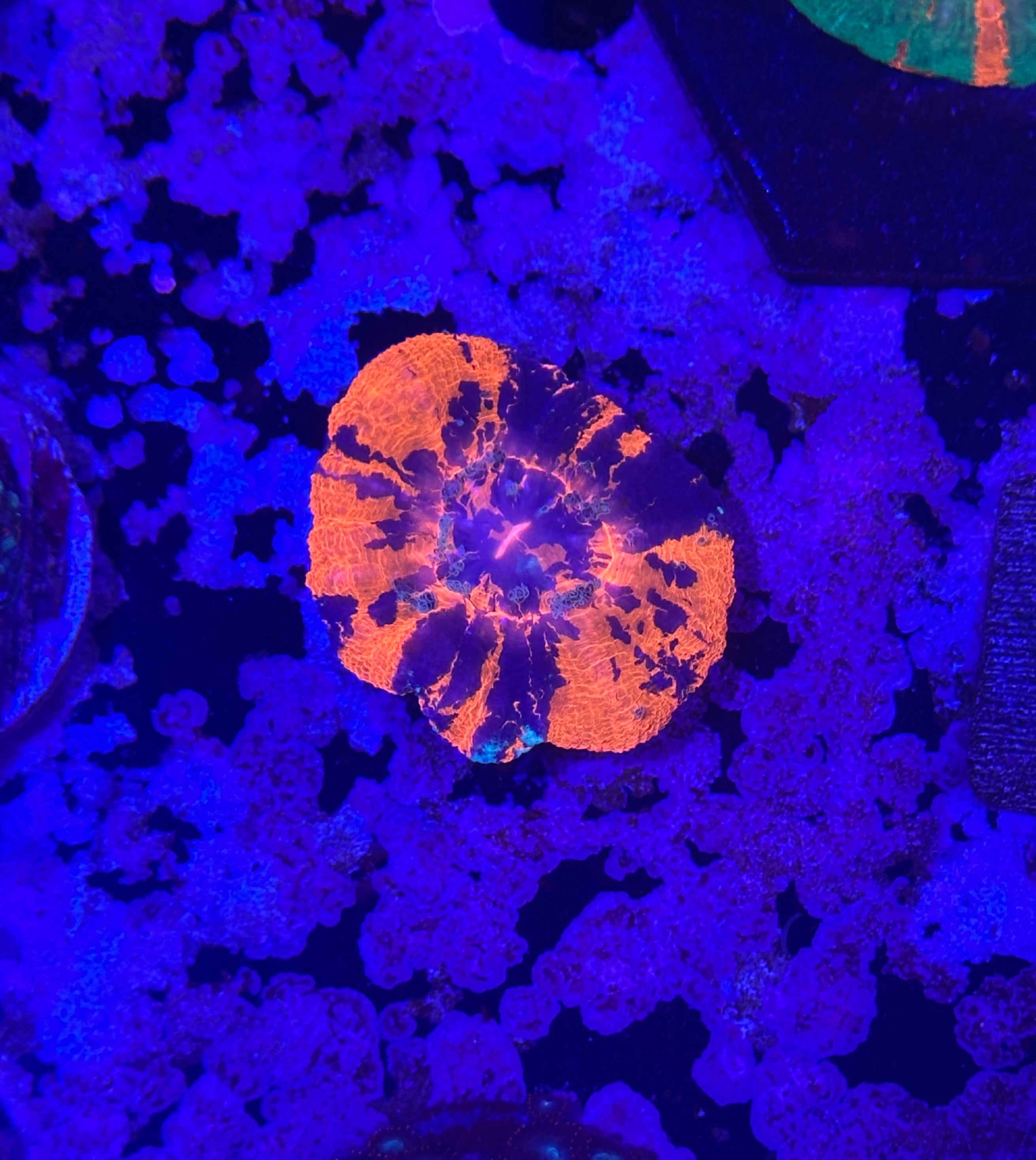 Warpaint Scoly Coral WSIWYG