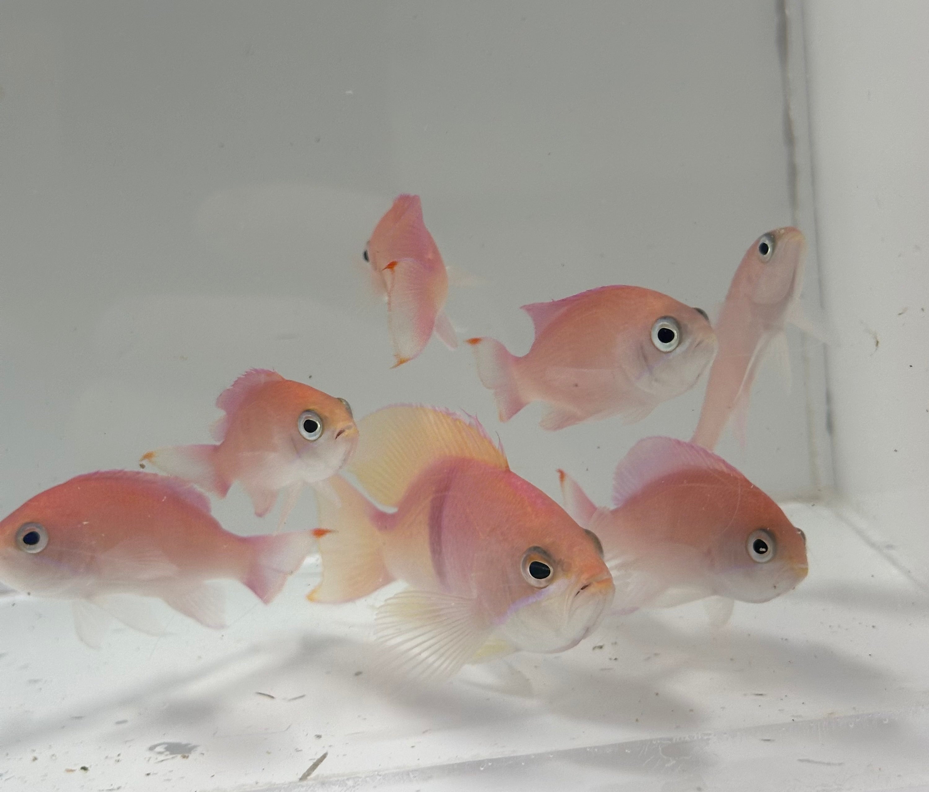 Tricolor Anthias (Pseudanthias rubrizonatus), also known as Red Striped Anthias or Ruby Anthias, displaying pink-orange body and red stripe in reef tank. group or schooling.