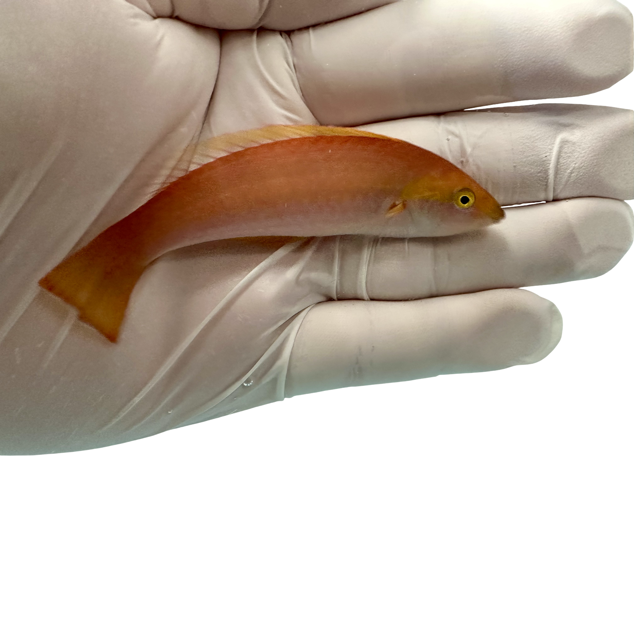 African Pencil Wrasse(Pseudojuloides Polackorum) 1/20(Pre-order)