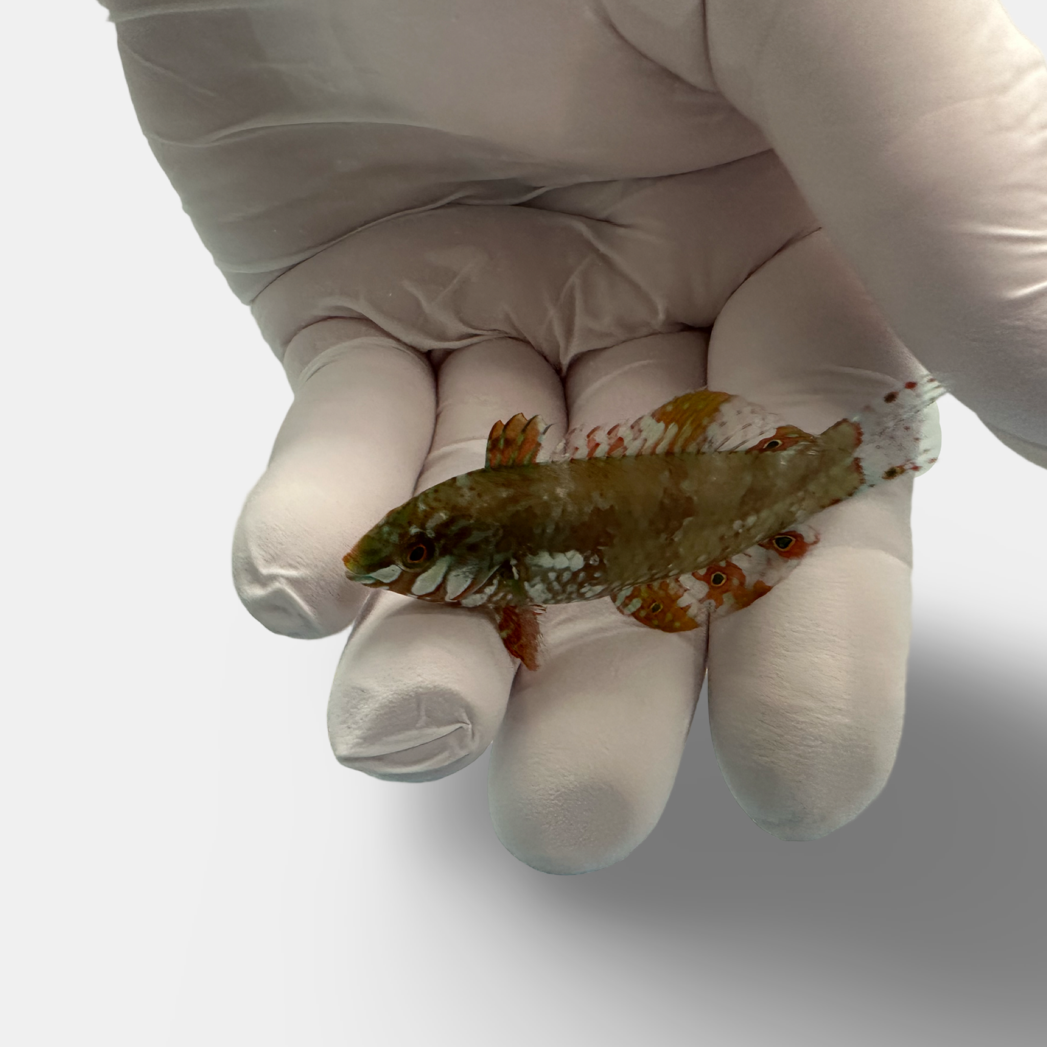 Golden Nugget Wrasse (Xenojulis margaritaceus)11/10(Pre-Order)