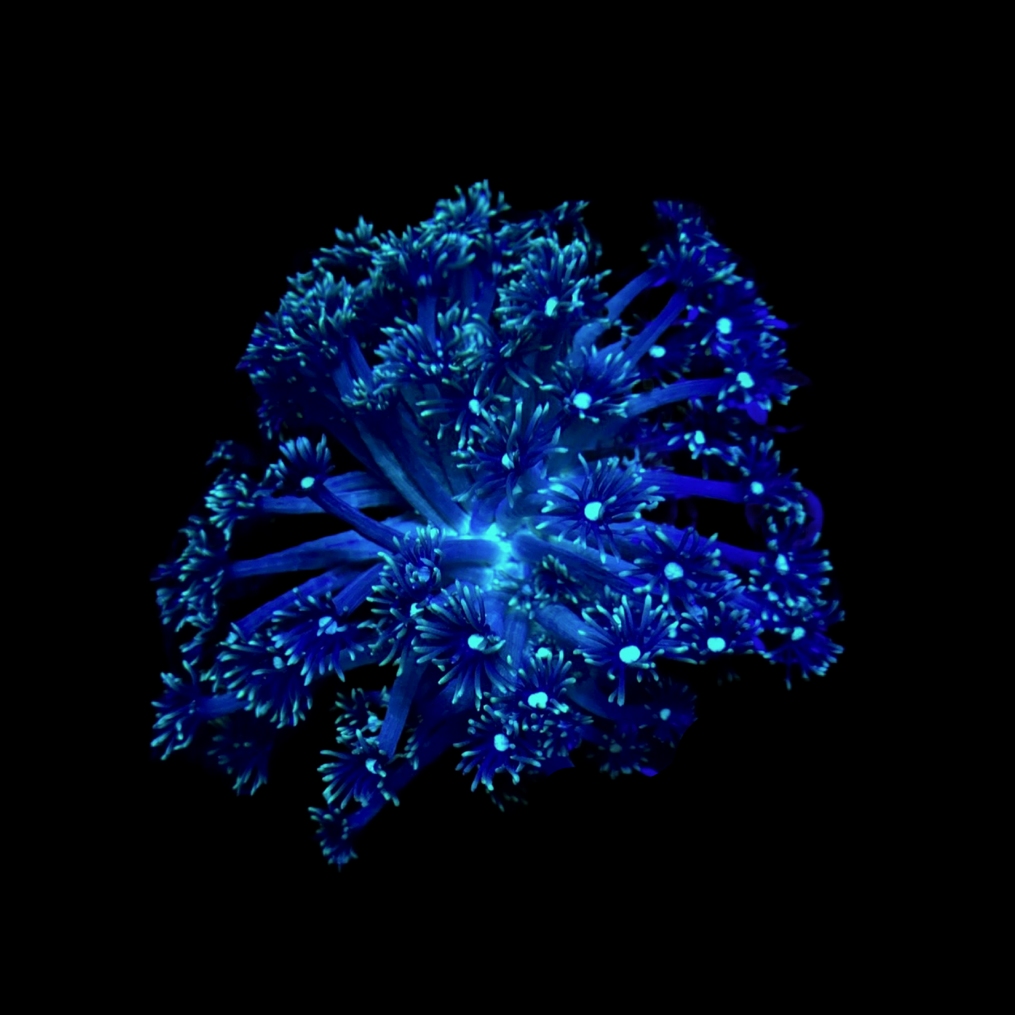 Green Long Tentacle Goniopora