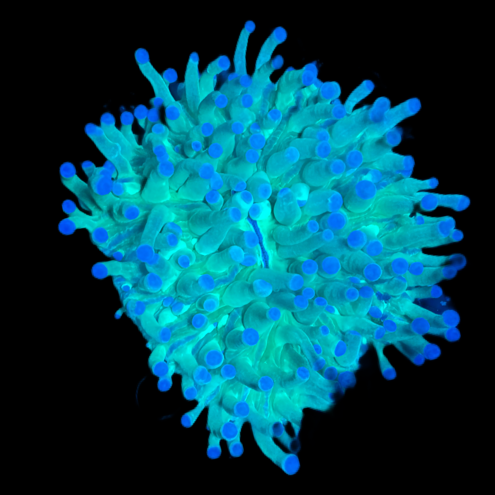 Green fungia plate coral wysiwyg