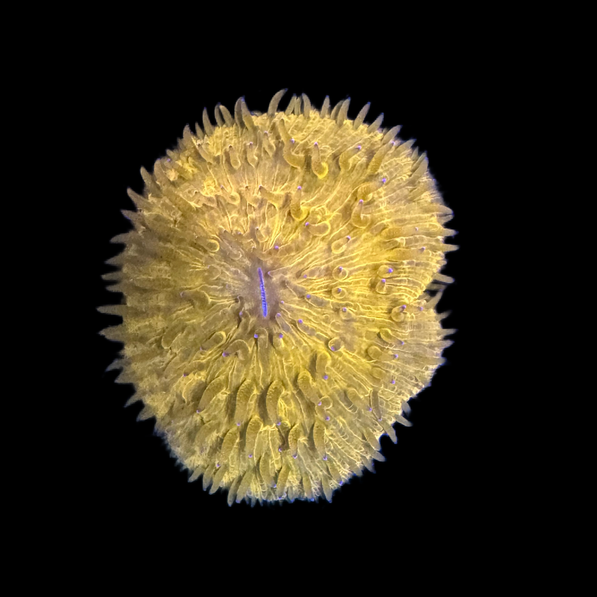 Orange/ yellow Plate Coral wysiwyg