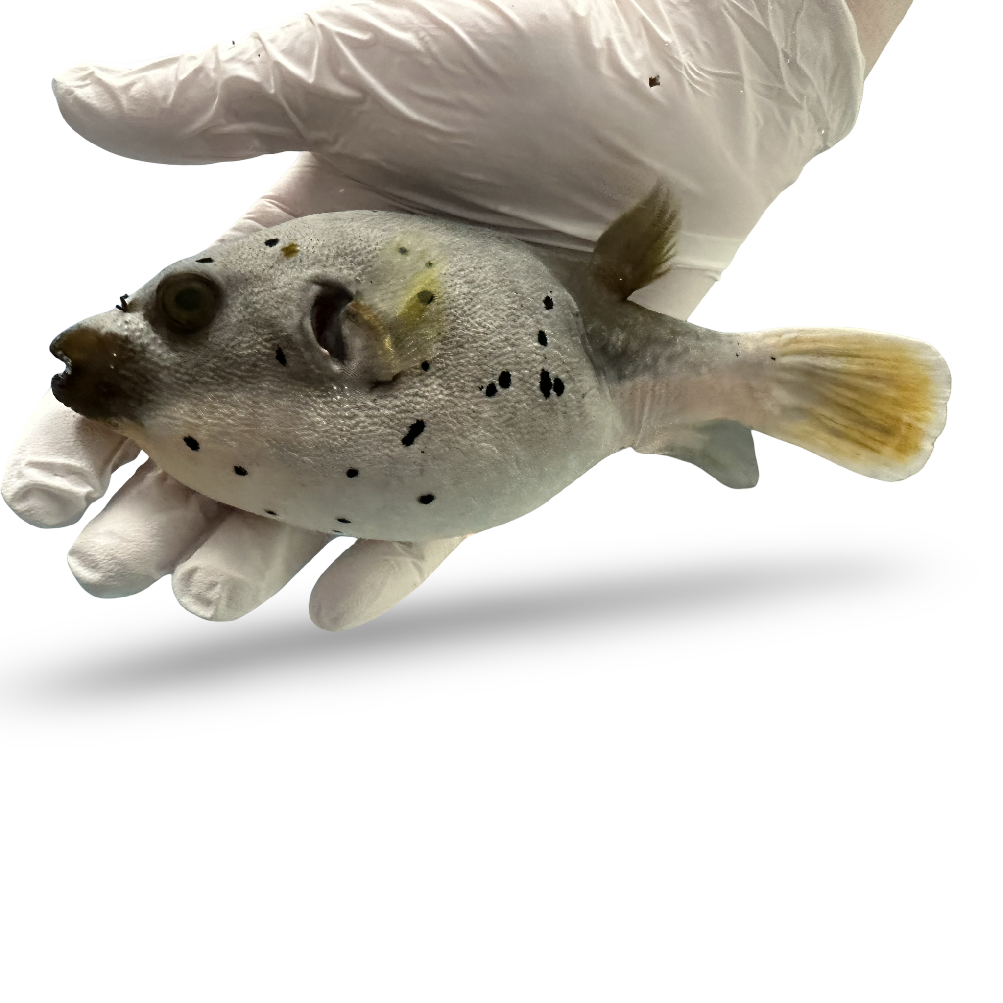 dogface Pufferfish (Arothron nigropunctatus)12/1(pre-order)