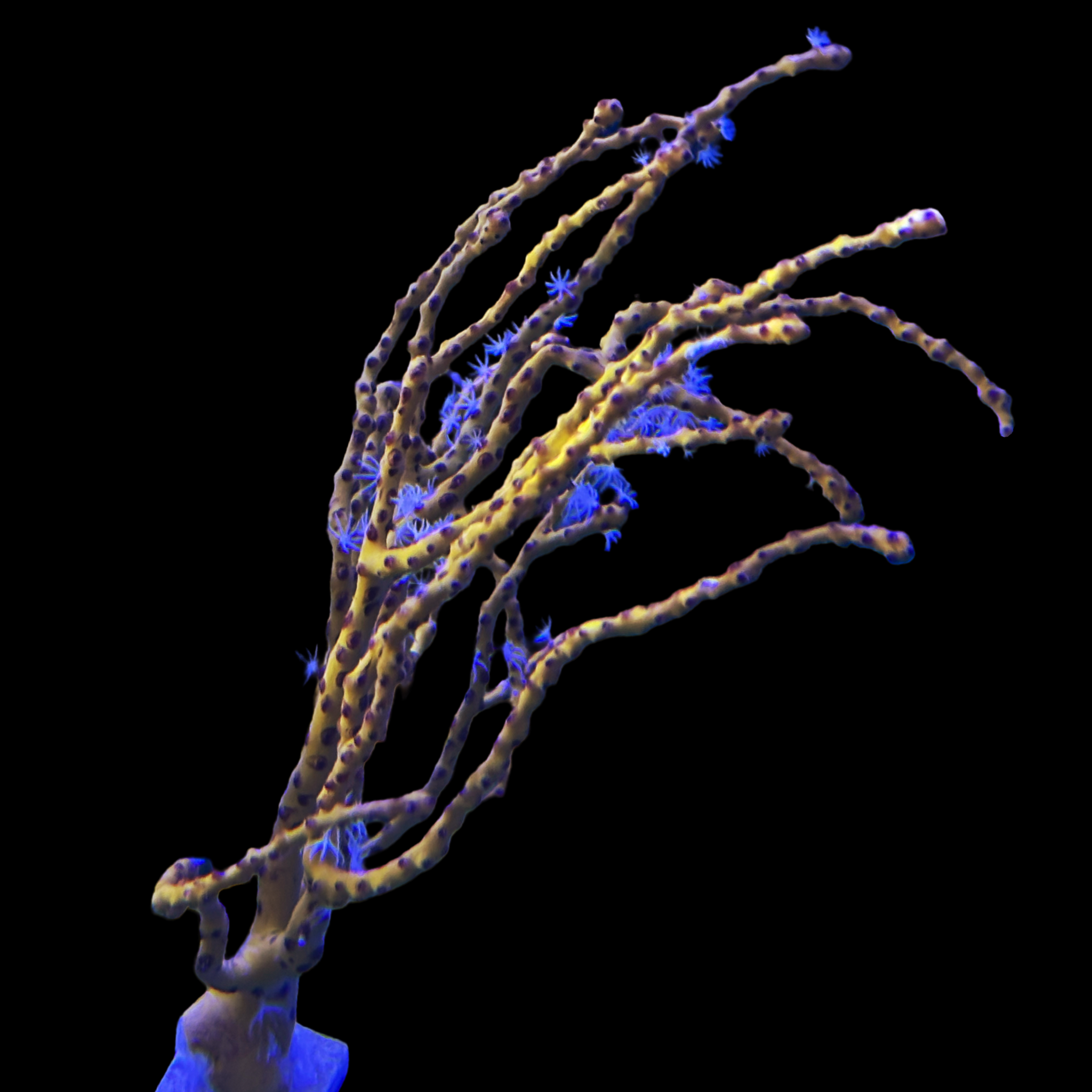 Yellow-Gold Gorgonian 2"