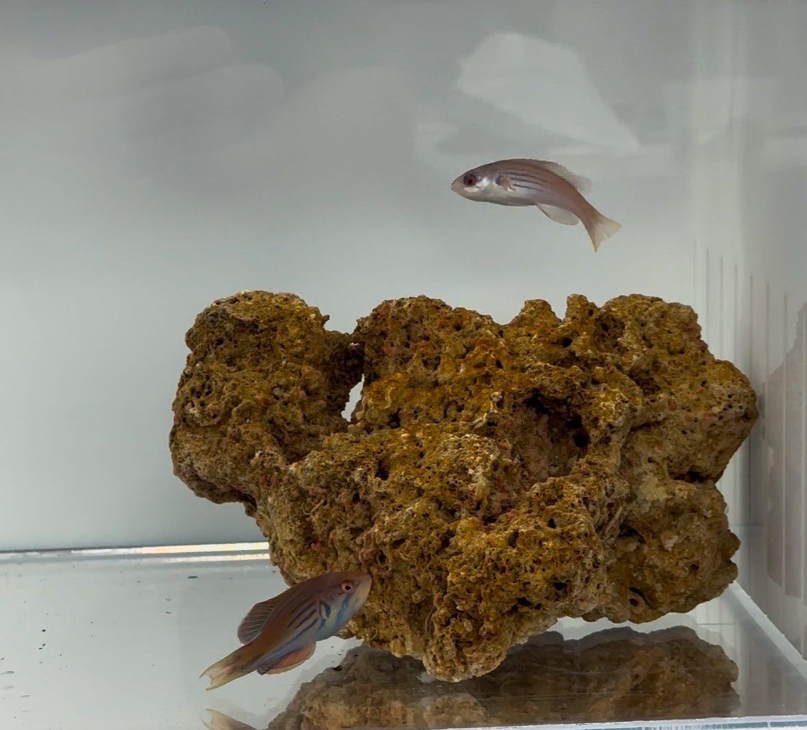 Half‑Banded Flasher Wrasse Pair showing courtship colors

Quarantined Half‑Banded Flasher Wrasse for sale from TSM Aquatics

Reef-safe flasher wrasse flashing fins in saltwater aquarium

Paracheilinus hemitaeniatus male and female swimming in reef tank