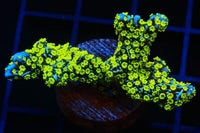 Montipora Coral Tubbs Stellata