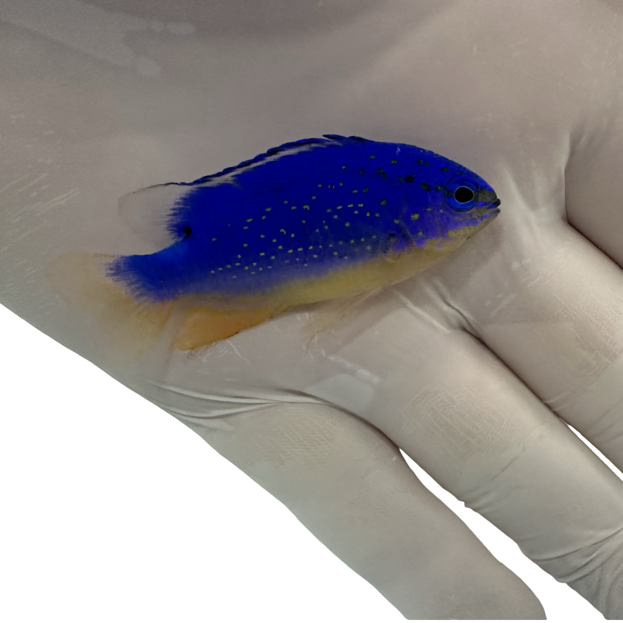 Fiji Blue Damsel (Chrysiptera taupou)10/20-10/23(14 Day QT)