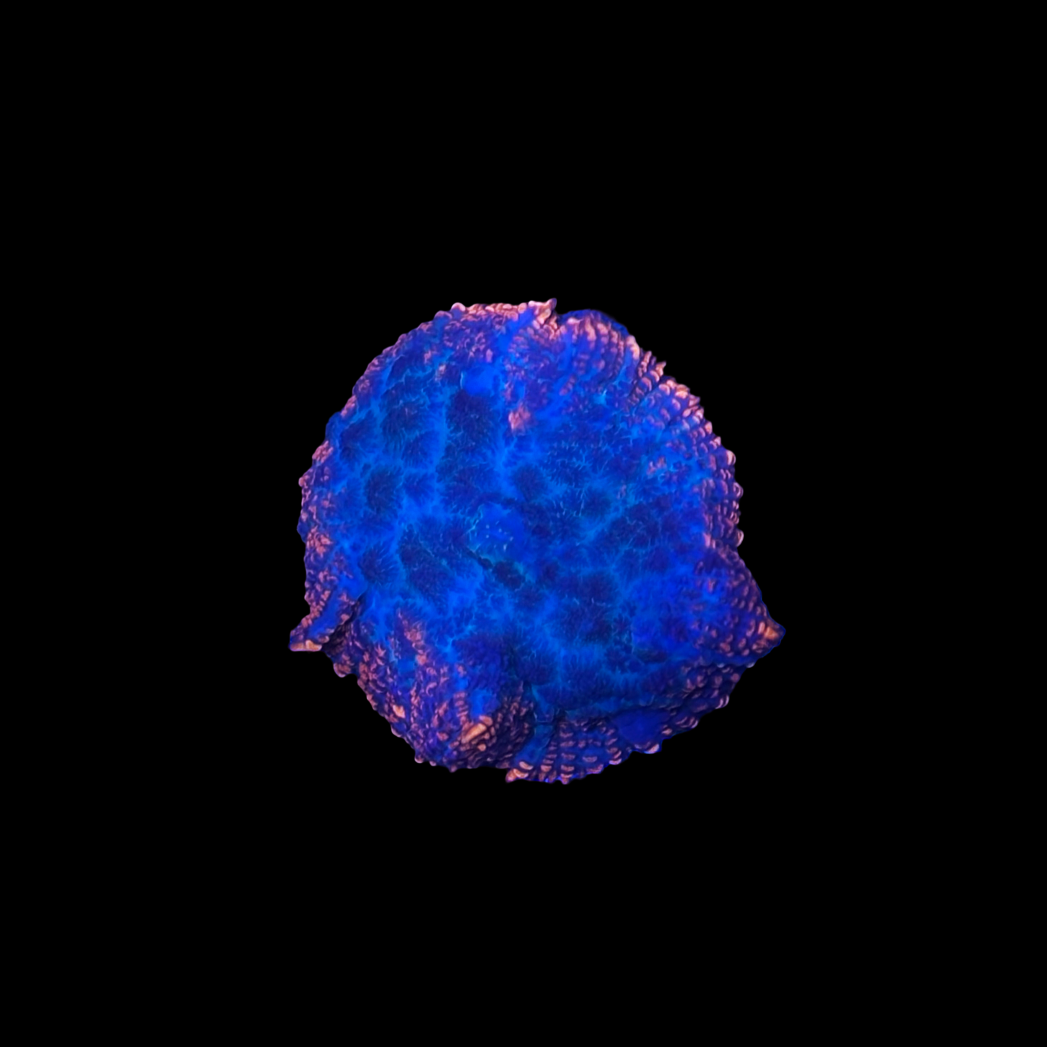 Brush Fire Rhodactis Mushroom Coral