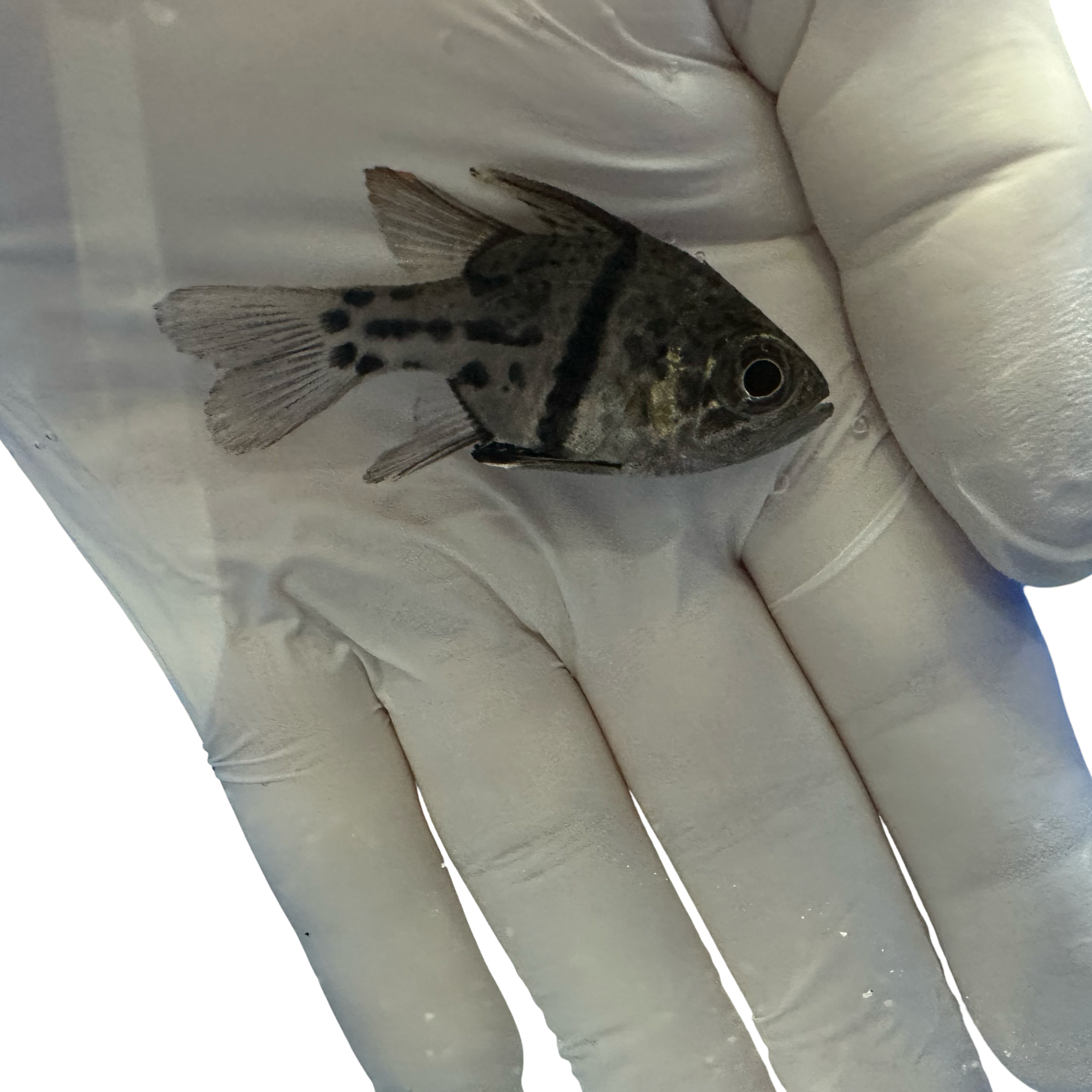 Chubby cardinalfish 4/8(Sphaeramia orbicularis)