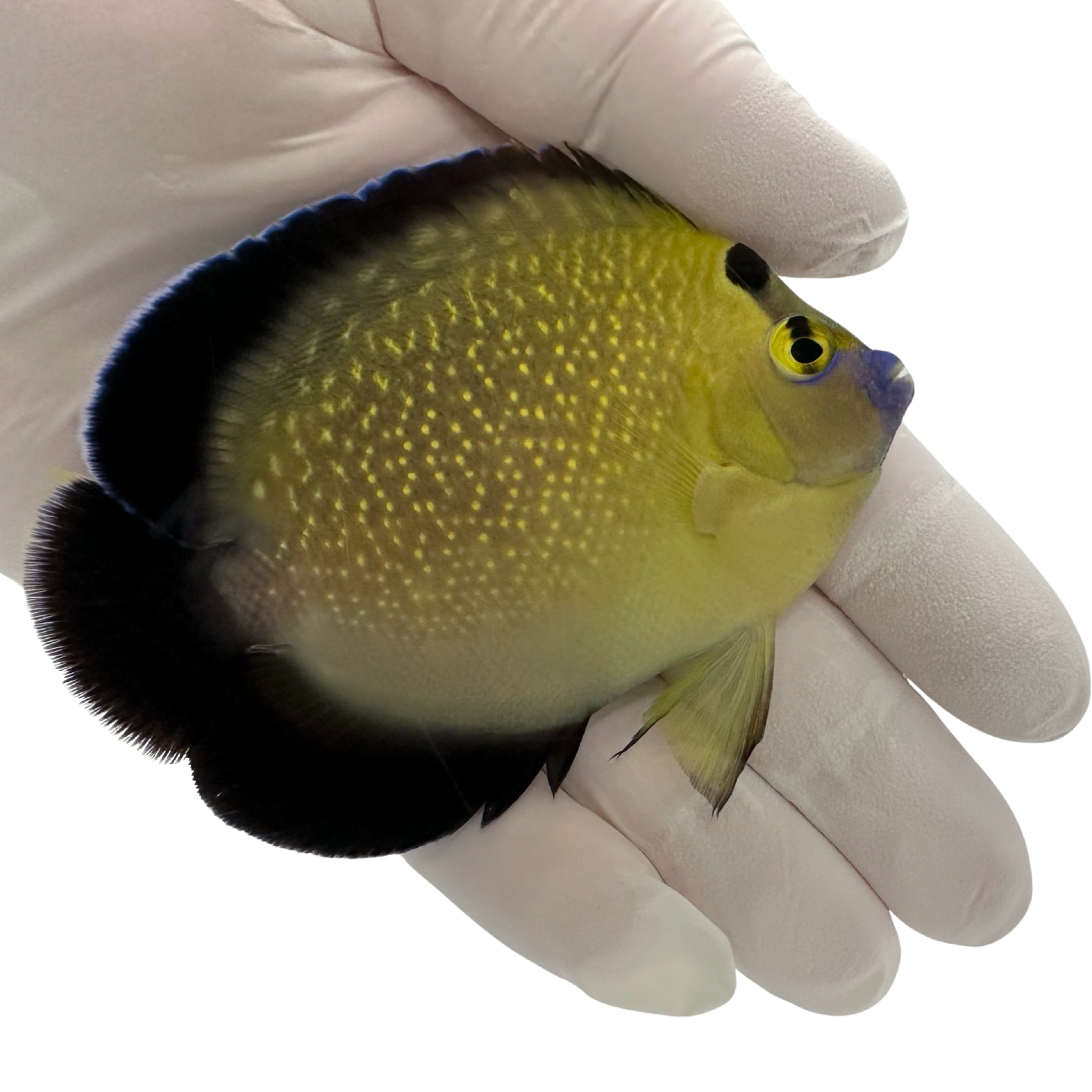 Goldflake Angelfish Apolemichthys xanthopunctatus  for sale

Quarantined Goldflake Angelfish rare wild specimen from TSM Aquatics

Reef-safe wild angelfish with gold spots in saltwater aquarium

Wild Goldflake Angelfish under reef lighting pre-order stock