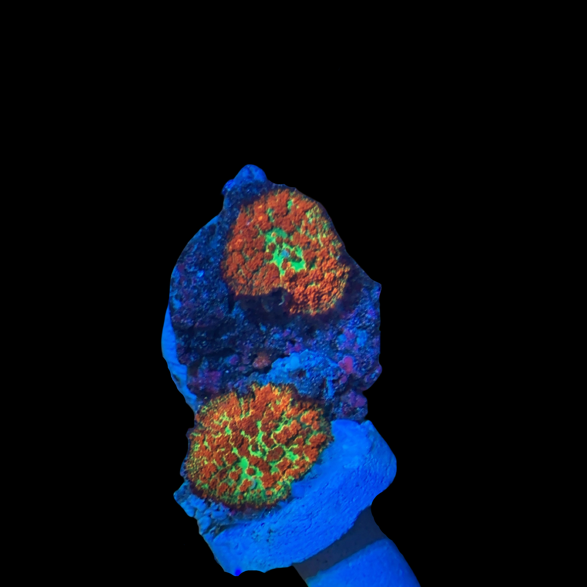 Savage Rhodactis Mushroom Coral