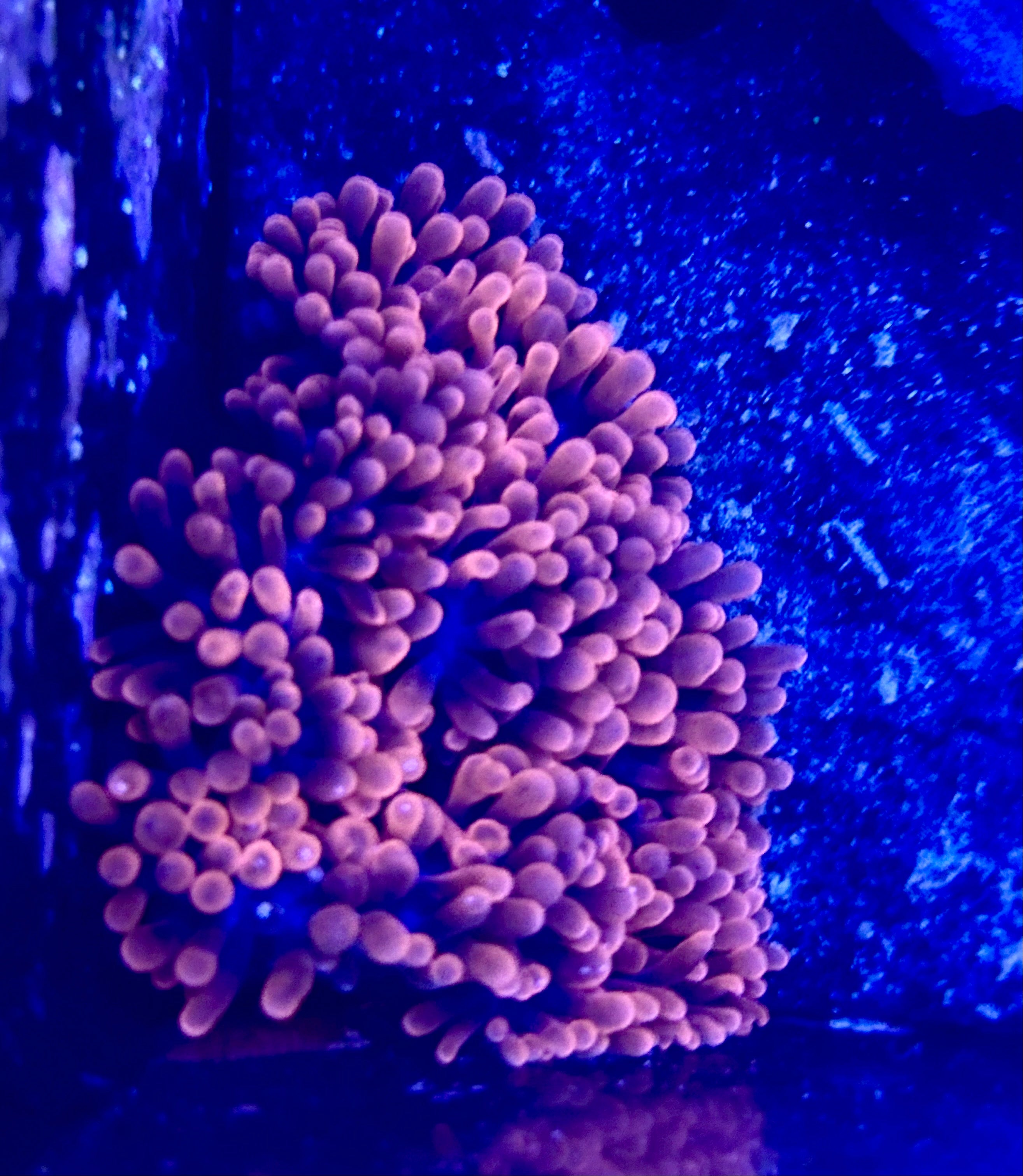 TSM Black Widow Bubble Tip Anemones (Entacmaea quadricolor)