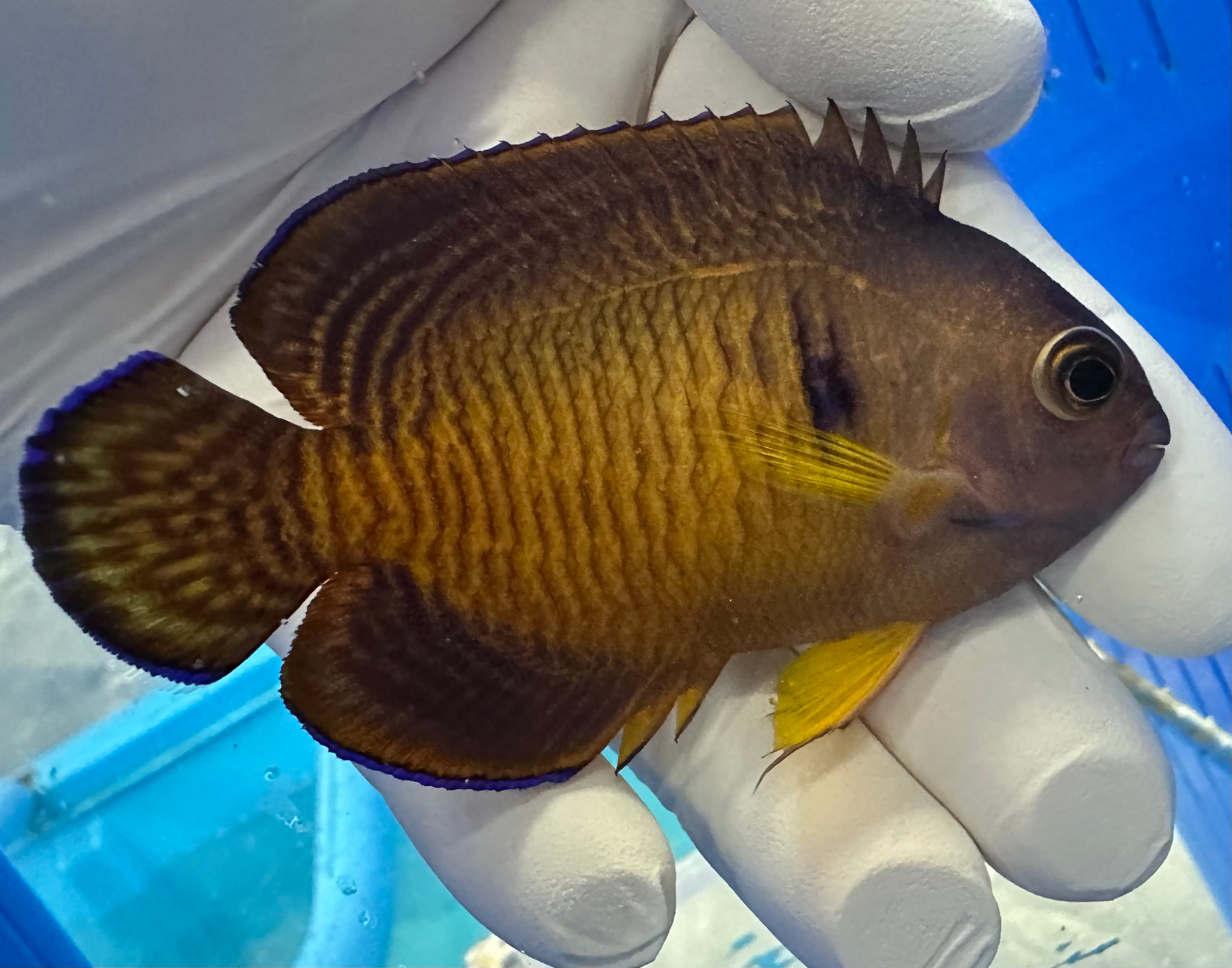 Fully QT WYSIWYG Tiger Tail Coral Beauty (Centropyge bispinosa)