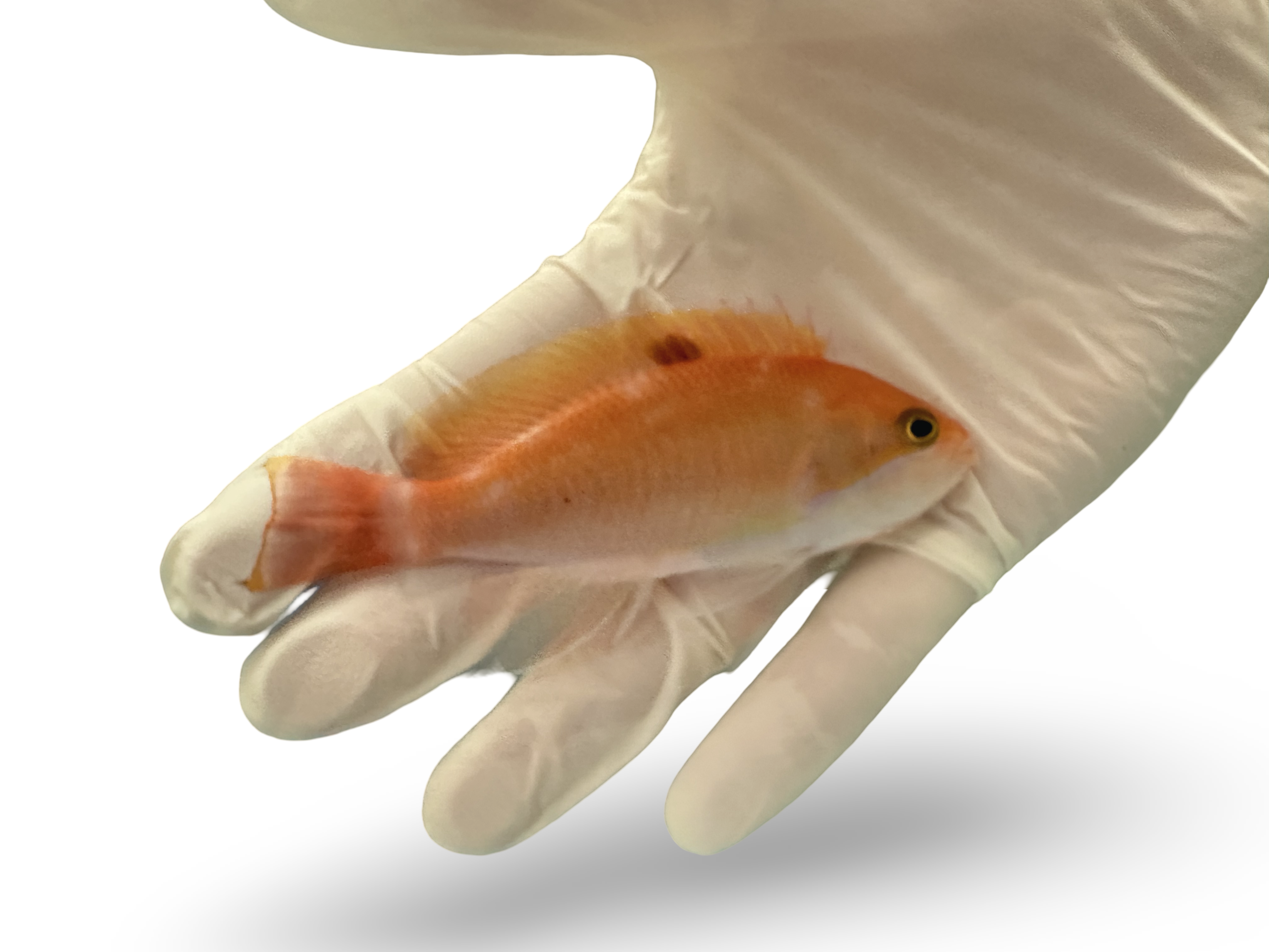 Stocky Anthias (Pseudanthias hypselosoma)